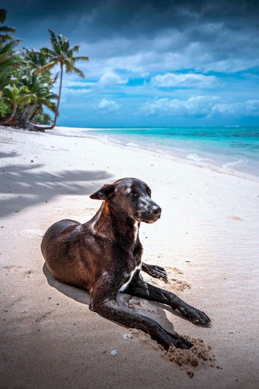 Perro negro en la playa tropical.