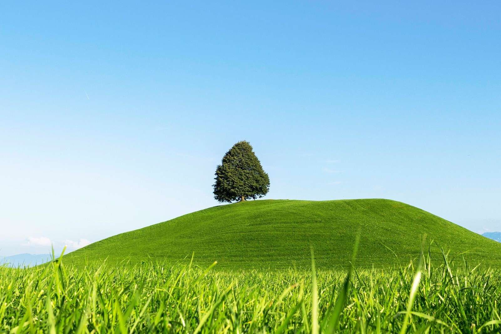 Árbol solitario en la colina verde