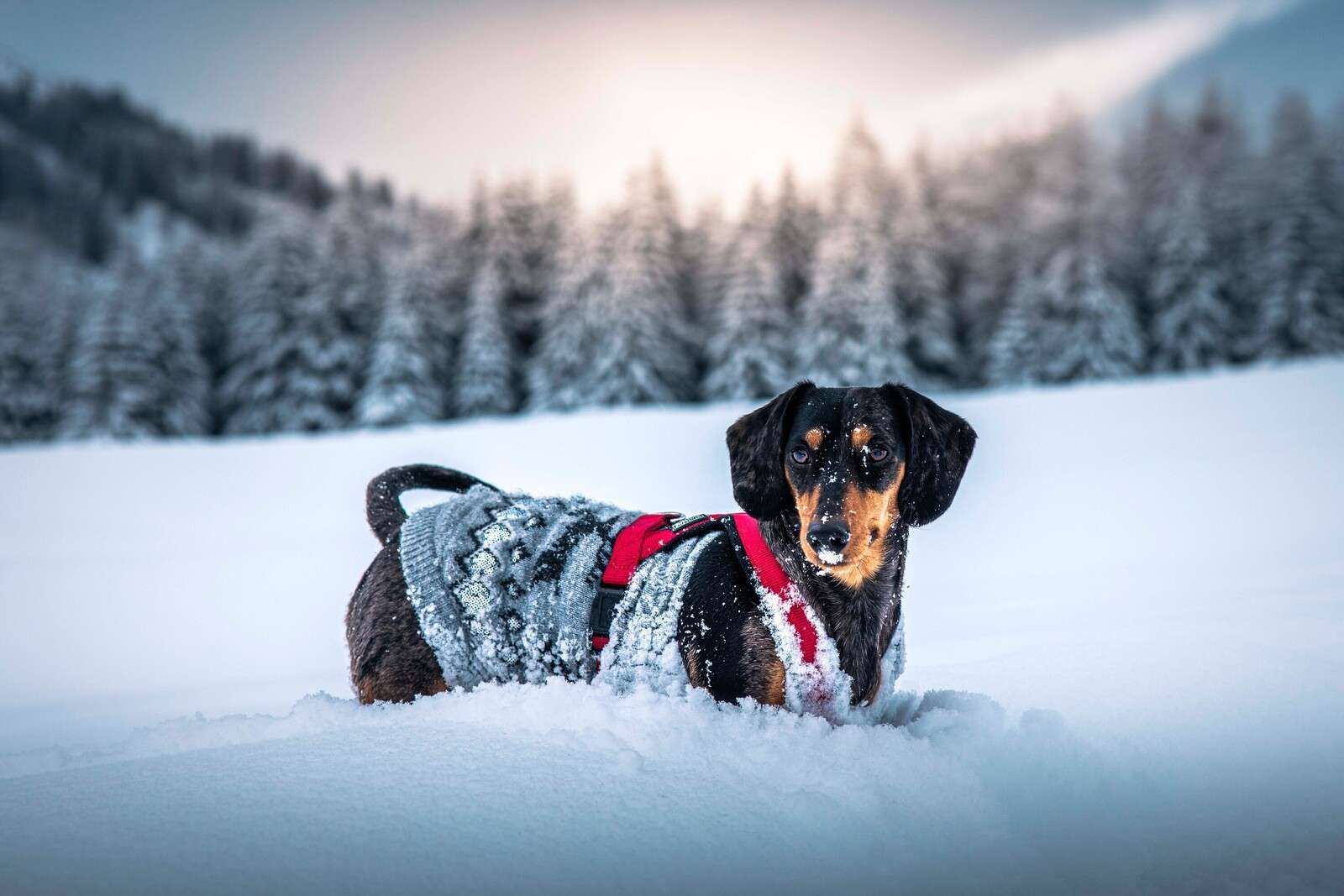 Teckel en el bosque nevado de invierno.