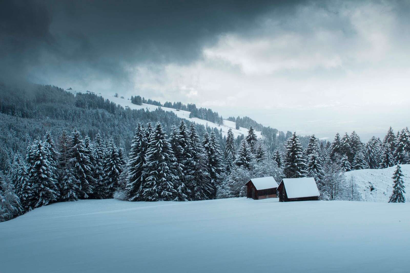Bosque de pinos nevado con cabañas de madera