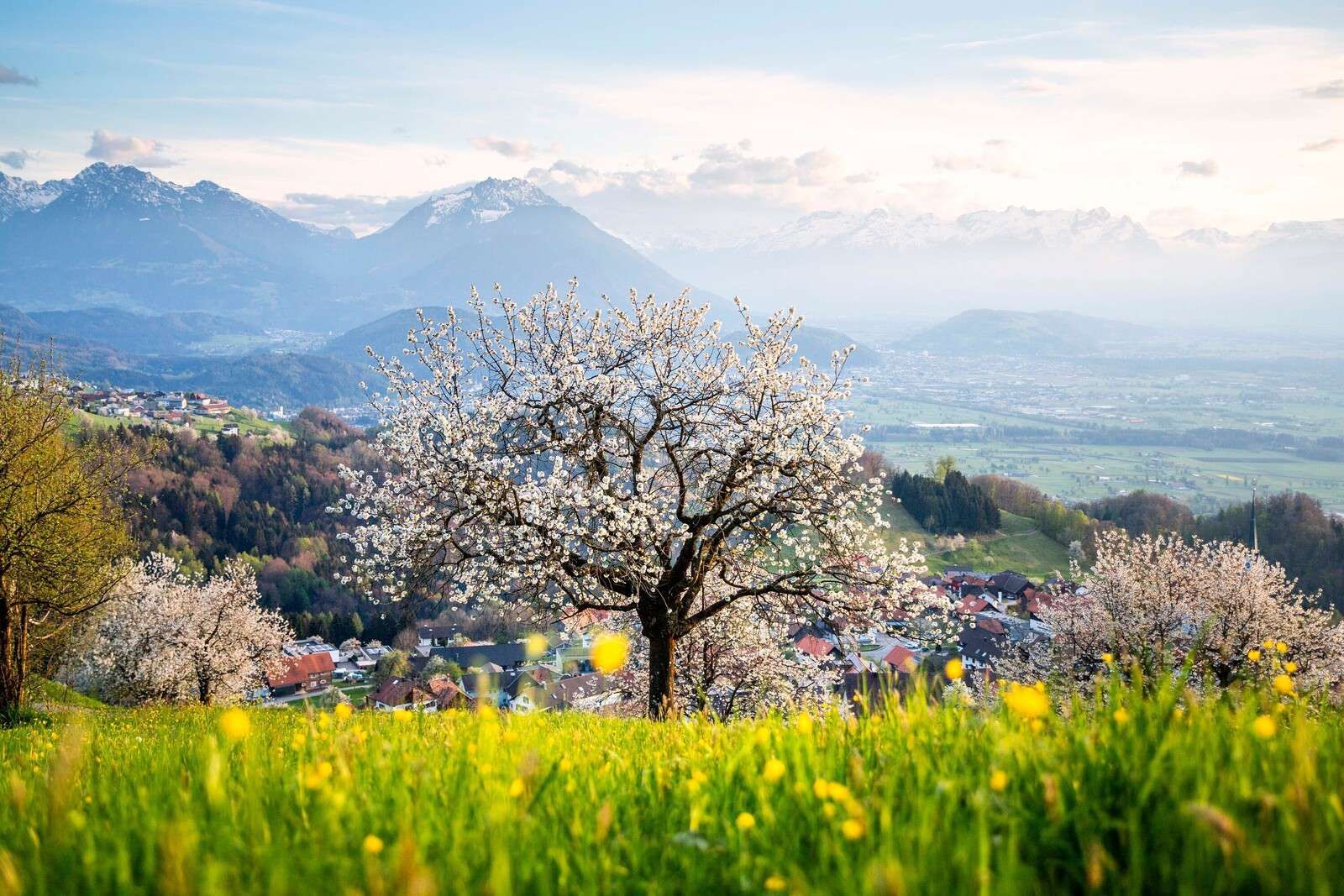 Árbol en flor en el valle de la montaña bajo el sol de primavera.
