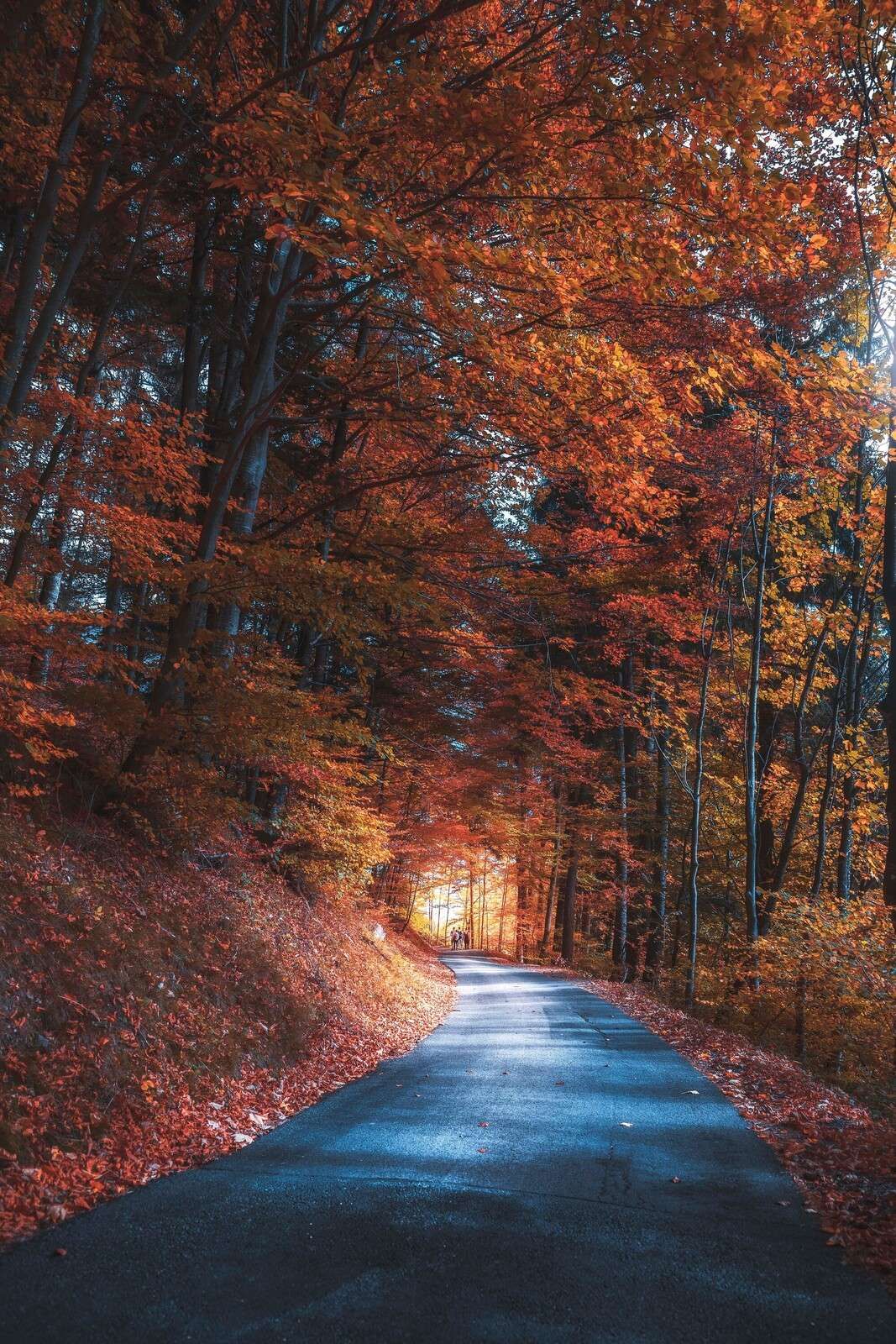 Sendero de Otoño a través del Bosque Ardiente