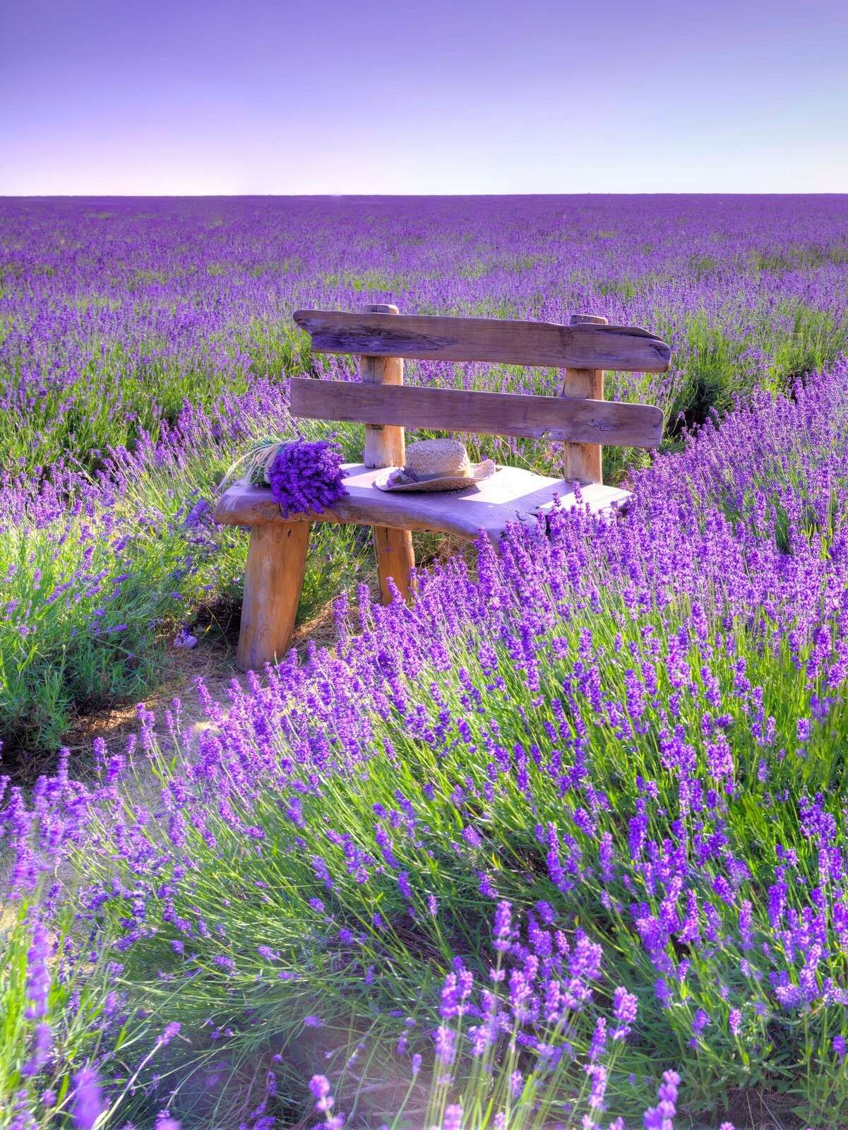 Banco en un campo de lavanda