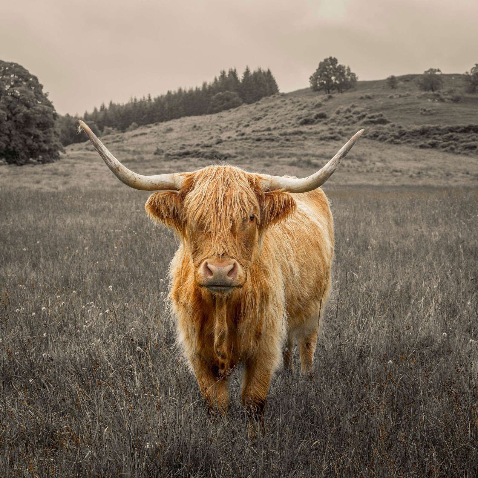 Vaca de las tierras altas