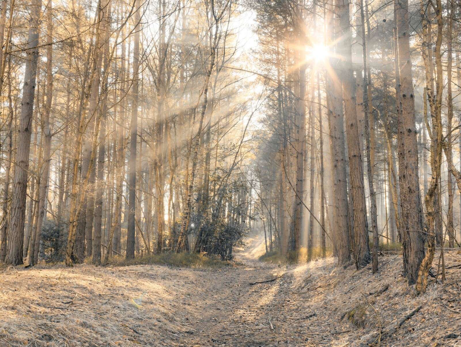Rayos de sol atraviesan los árboles en el bosque
