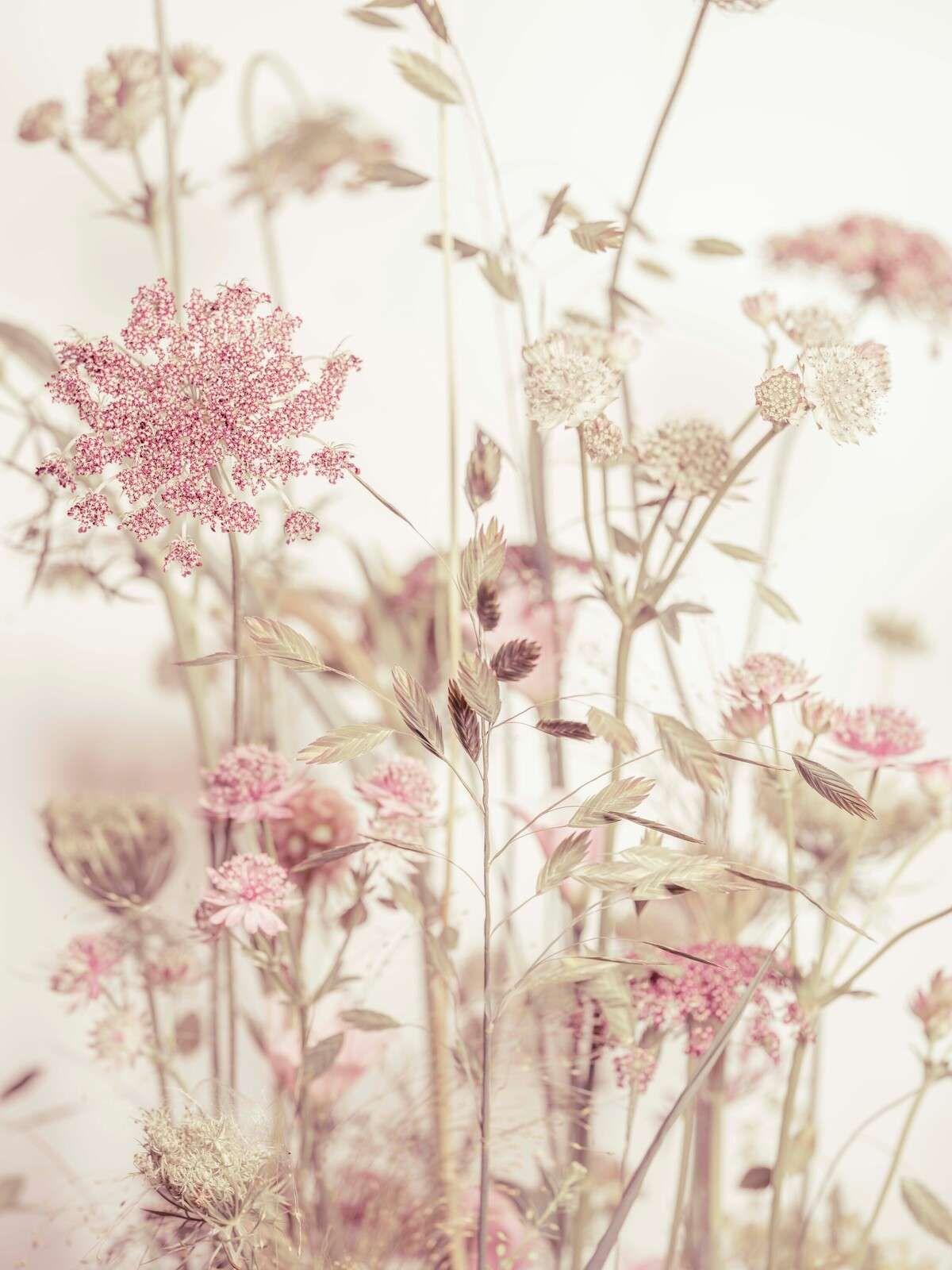 Flores del prado