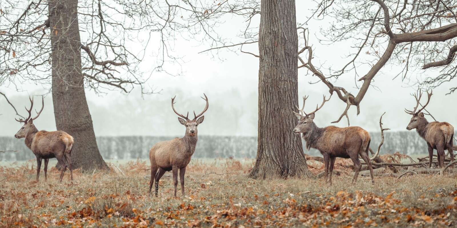 Ciervos en el bosque