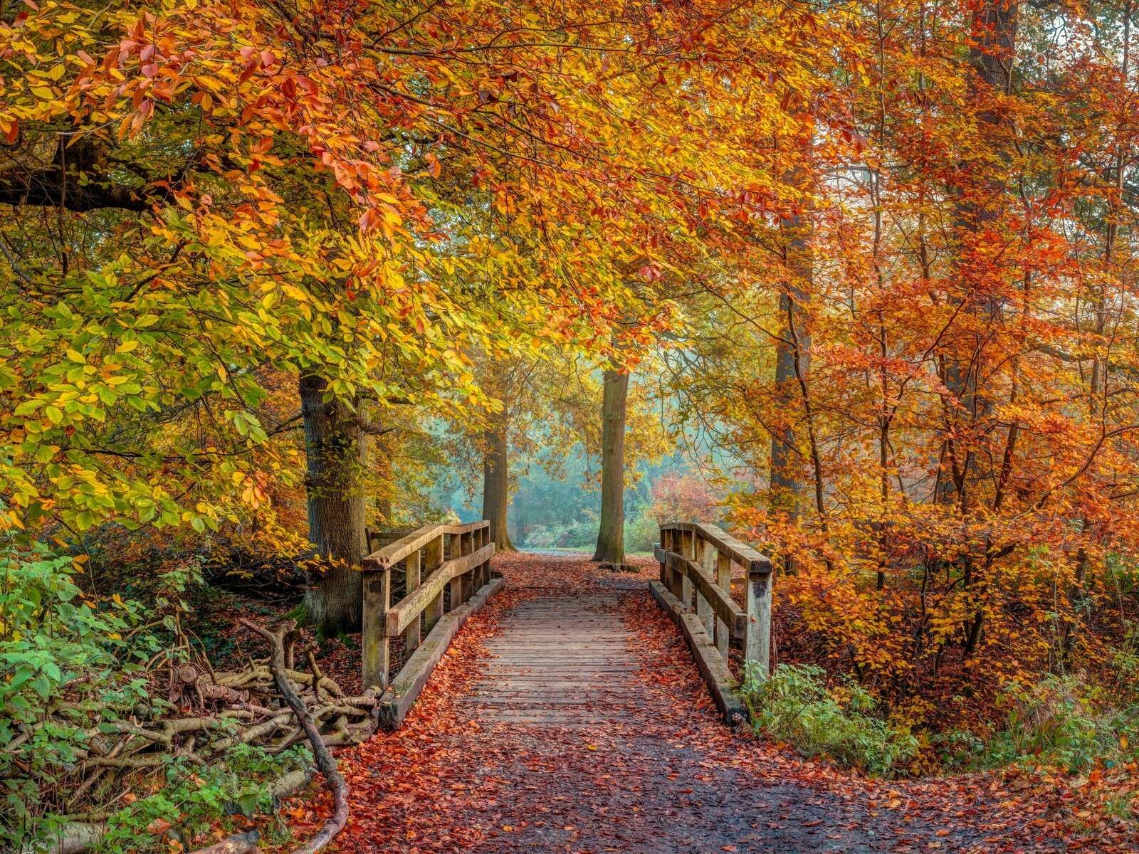 Puente de madera en un bosque otoñal