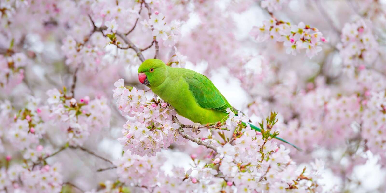 Loro sentado en un árbol en flor.