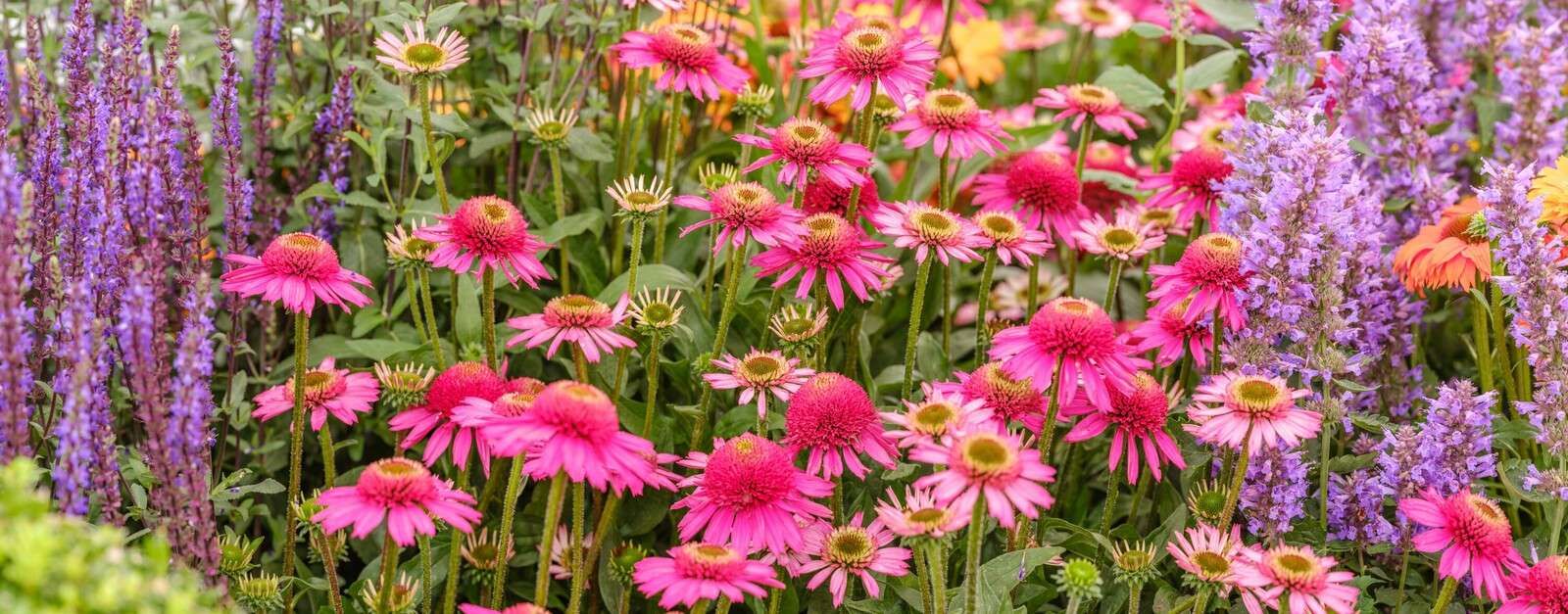 Flores de cono en el jardín