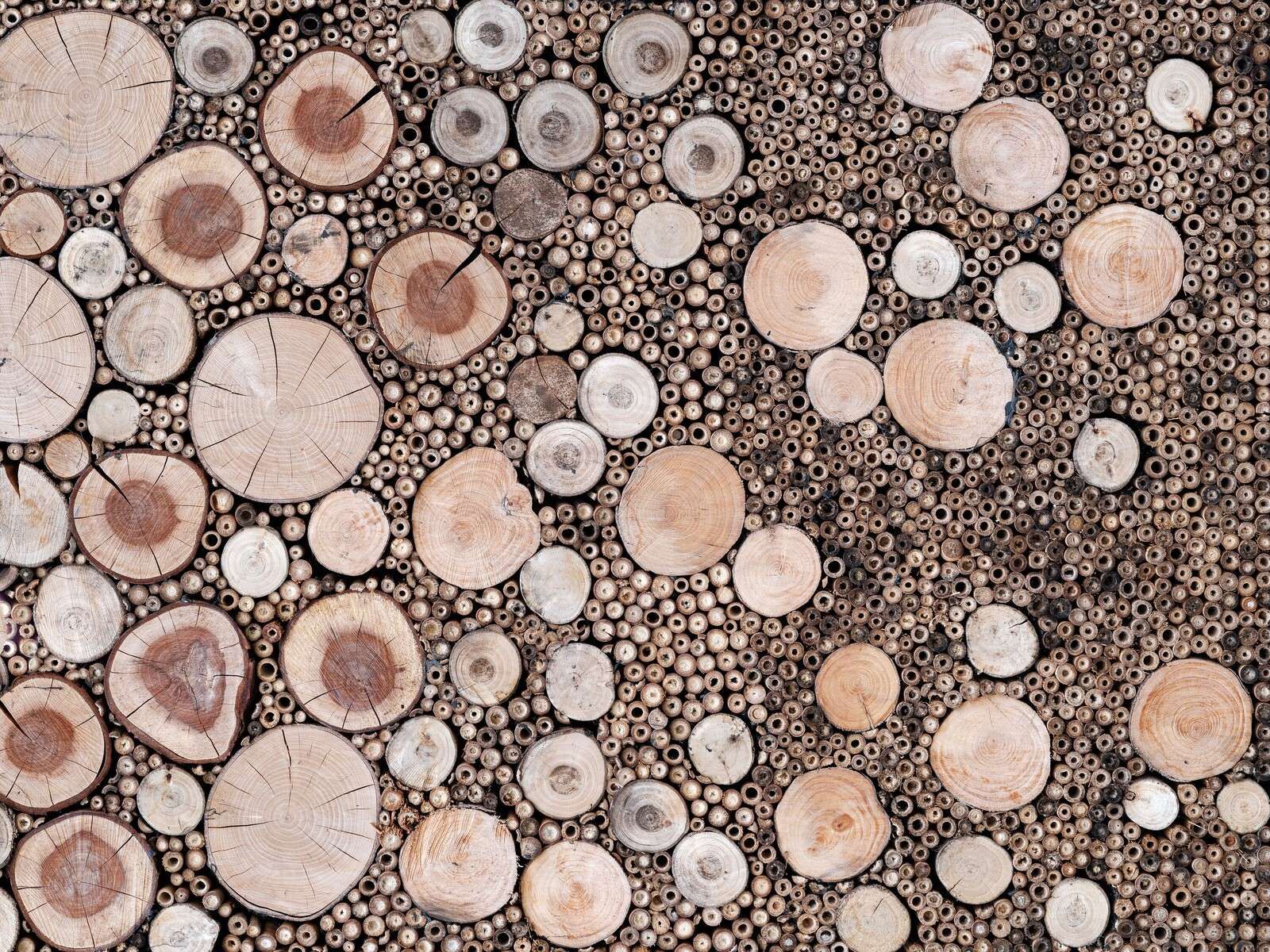 Troncos de madera