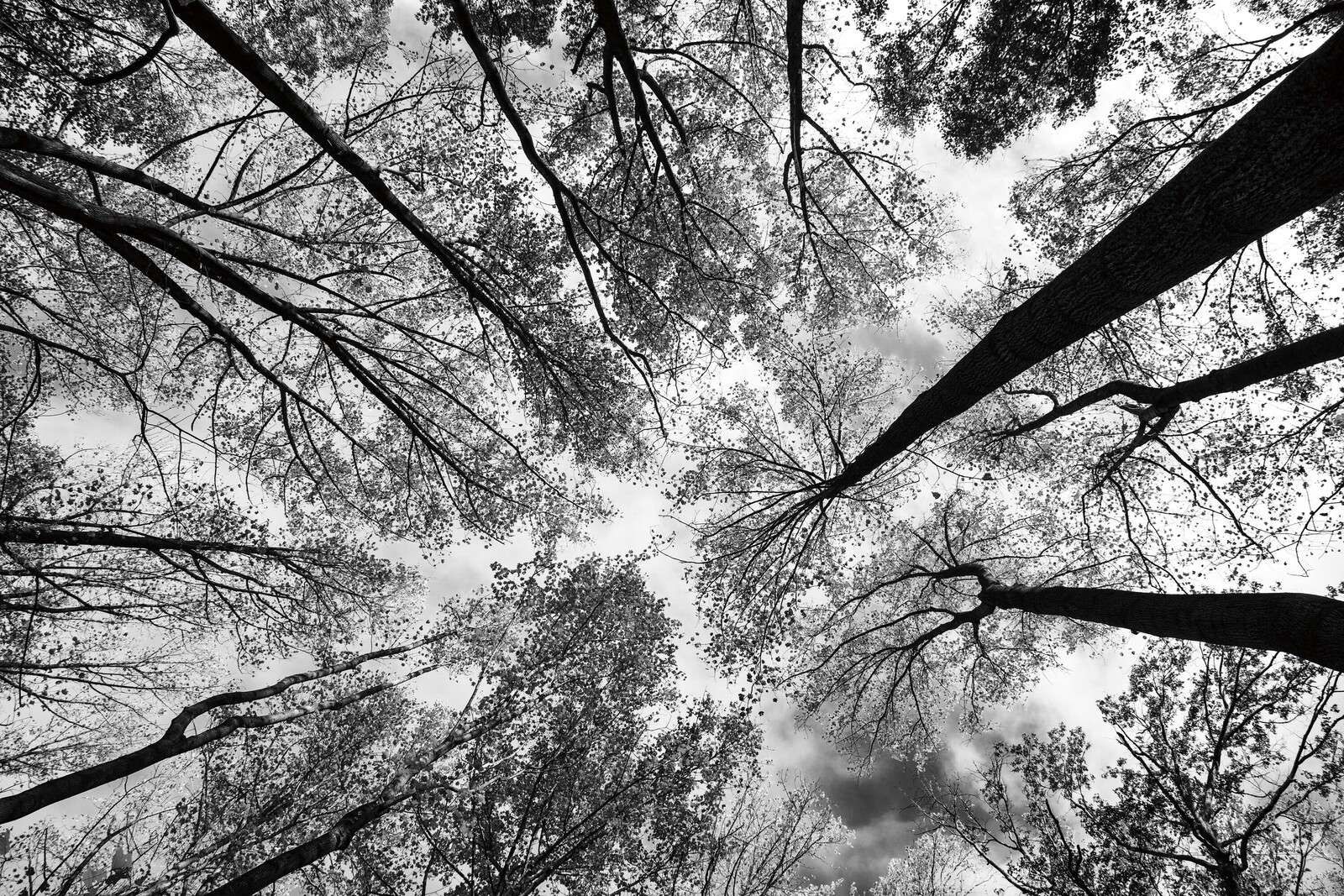 Perspectiva de copas de árboles en blanco y negro