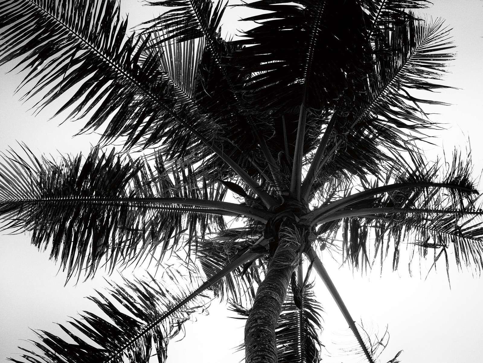 Palma tropical en blanco y negro