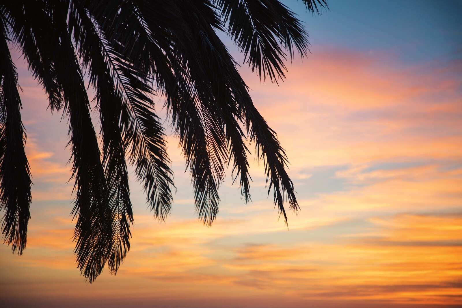 Ramas de palmera al atardecer en el cielo.