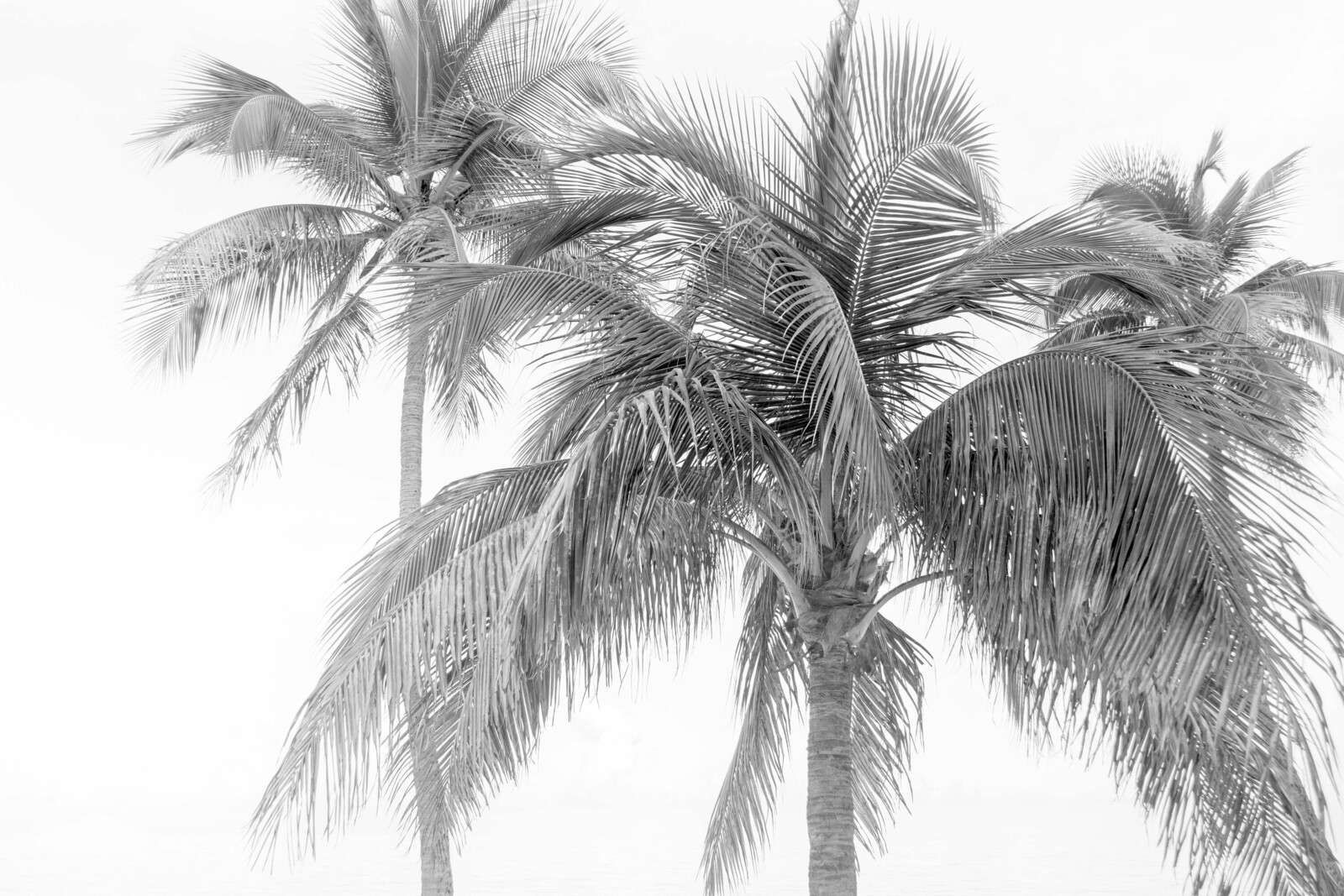 Grupo de palmeras en ligera niebla costera.