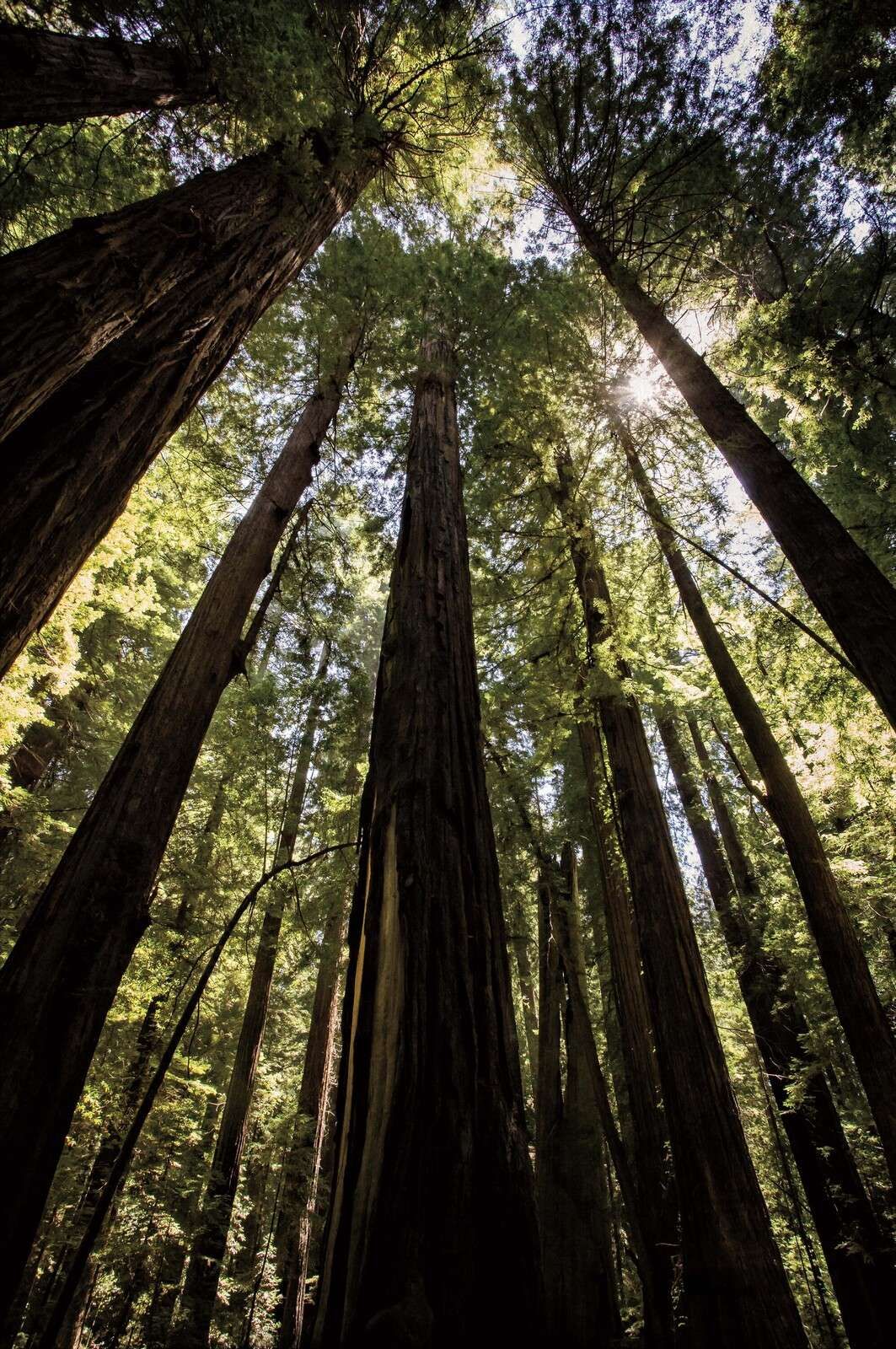 Árboles gigantes en el bosque de luz solar