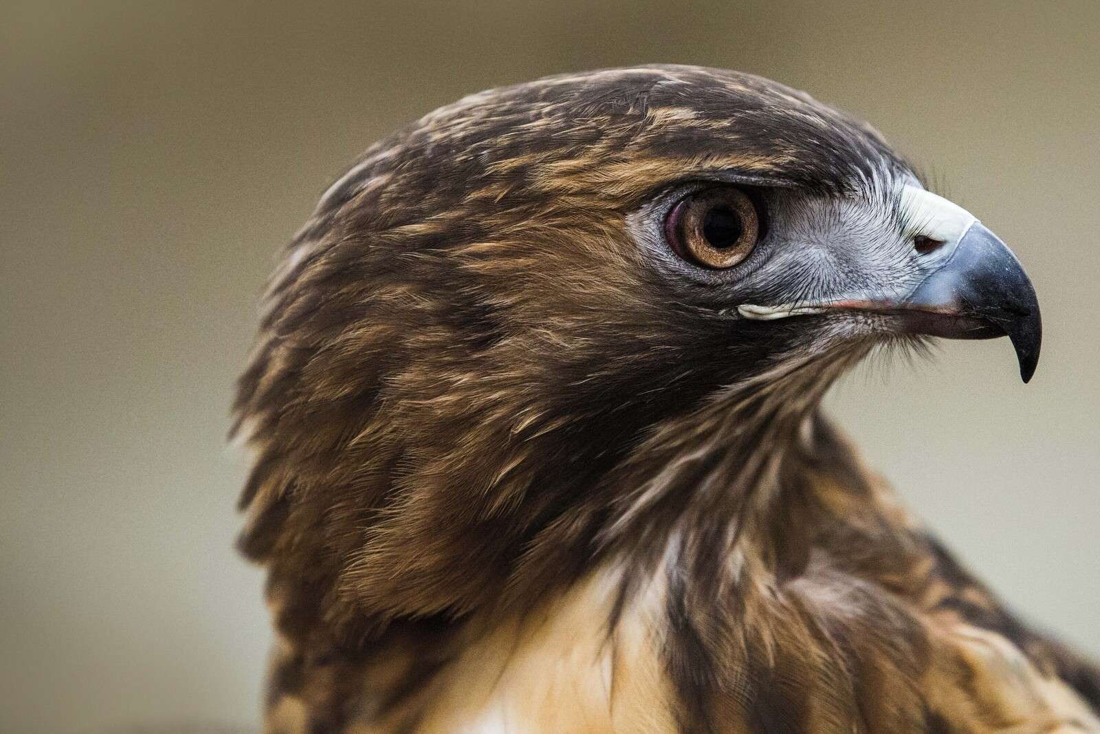 Una mirada en esplendor de plumas cálidas.