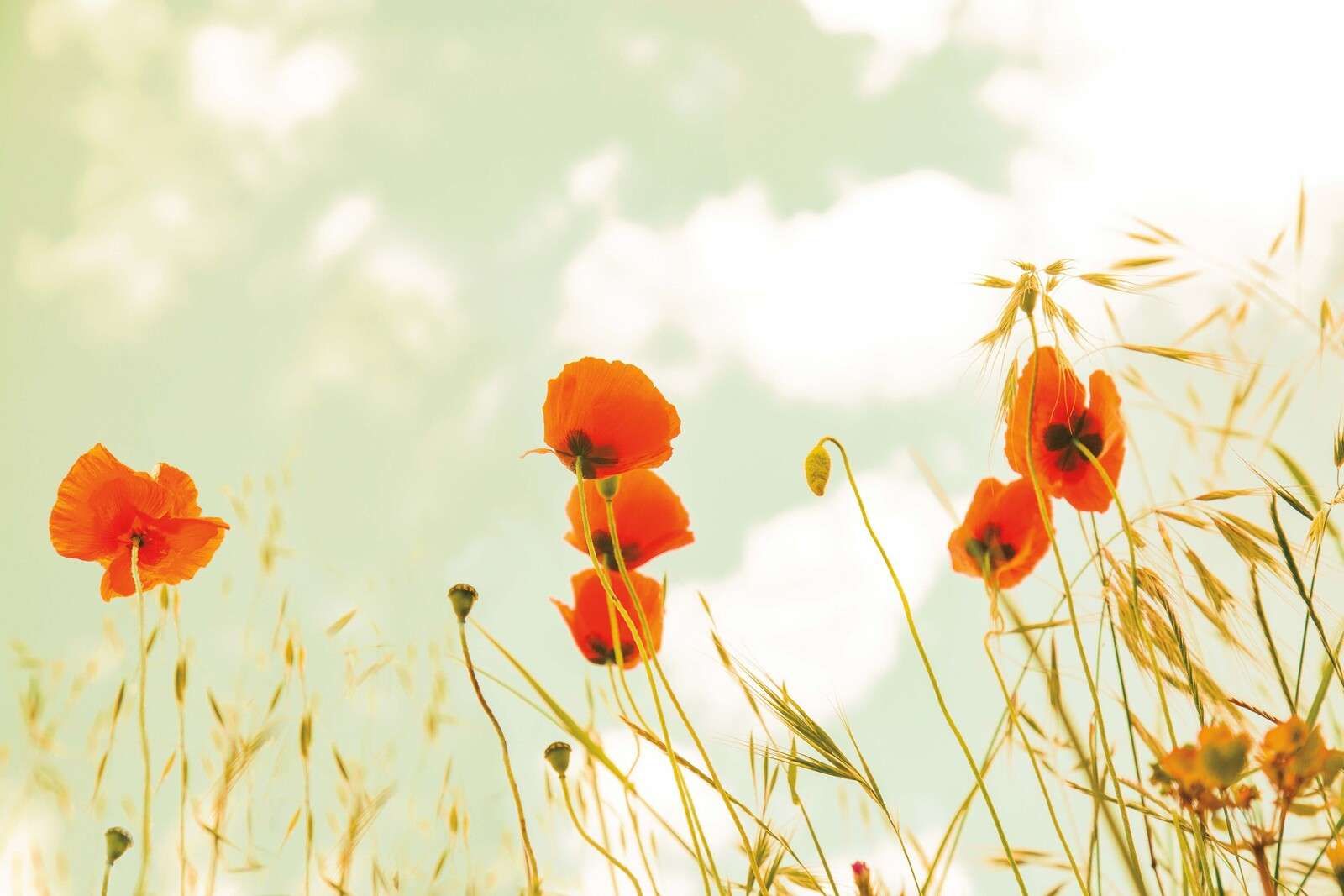 Amapolas en el resplandor del verano