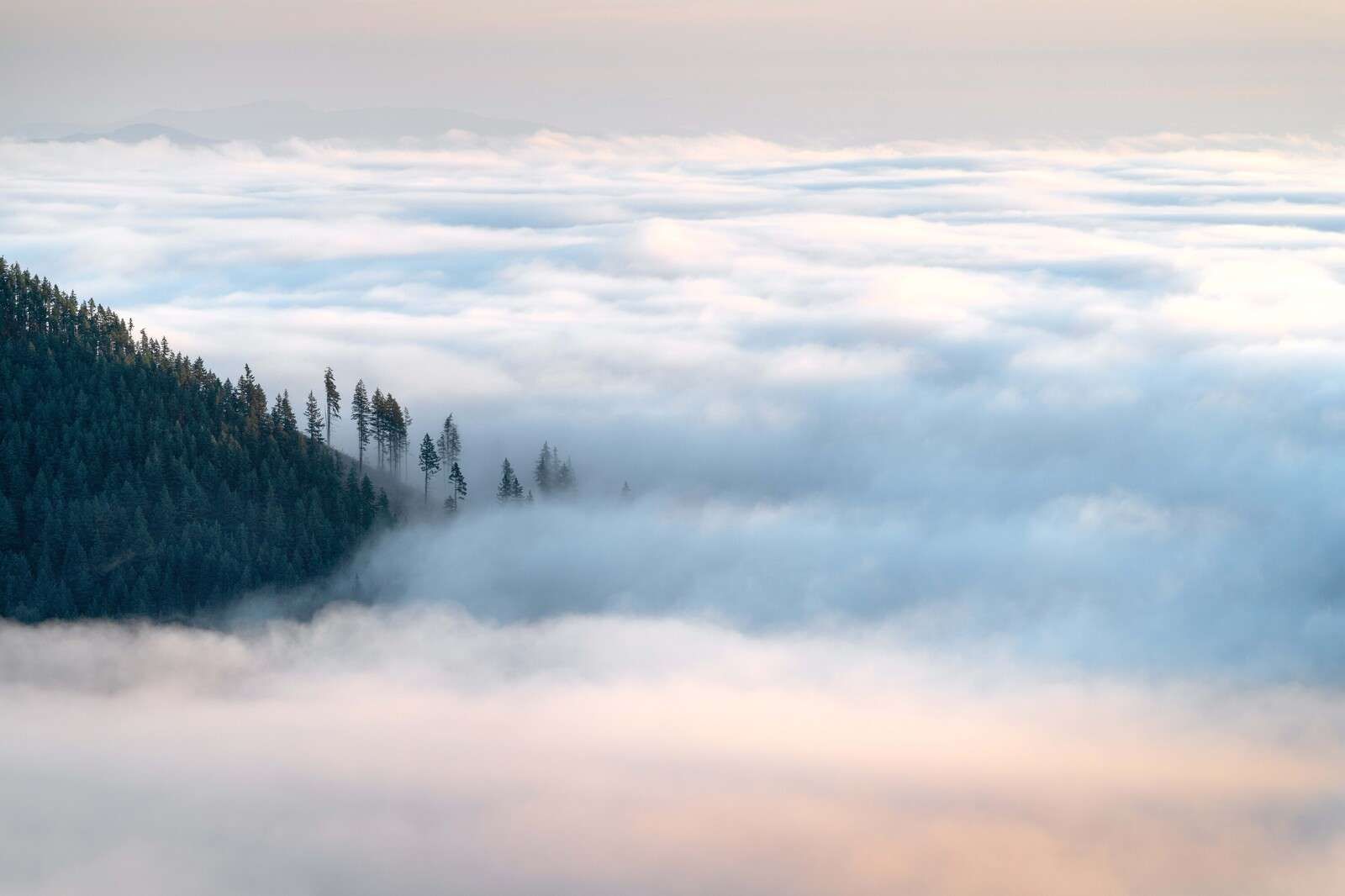 Bosque de montaña sobre las nubes