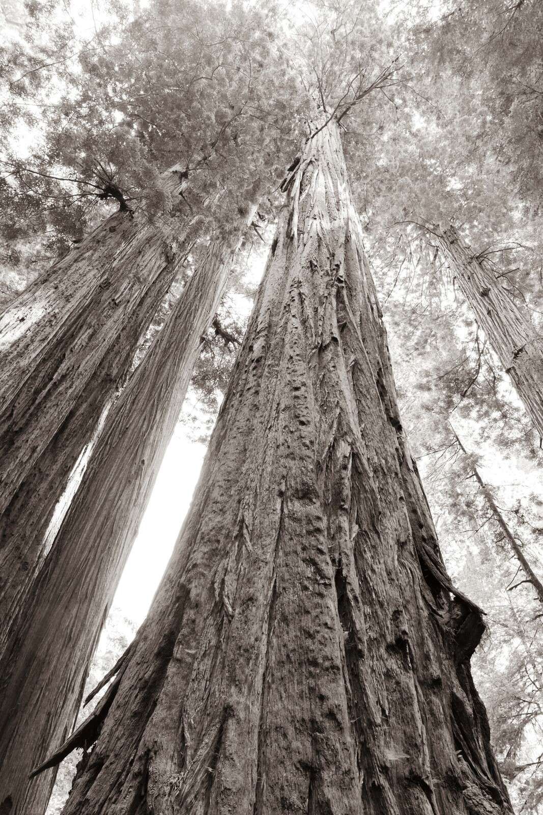 Árboles gigantes en un bosque neblinoso.