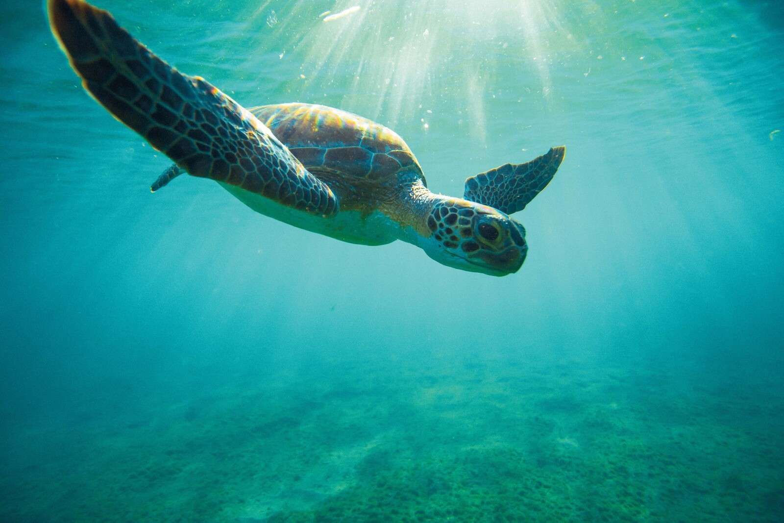 Tortuga marina bajo los rayos del sol en el agua.