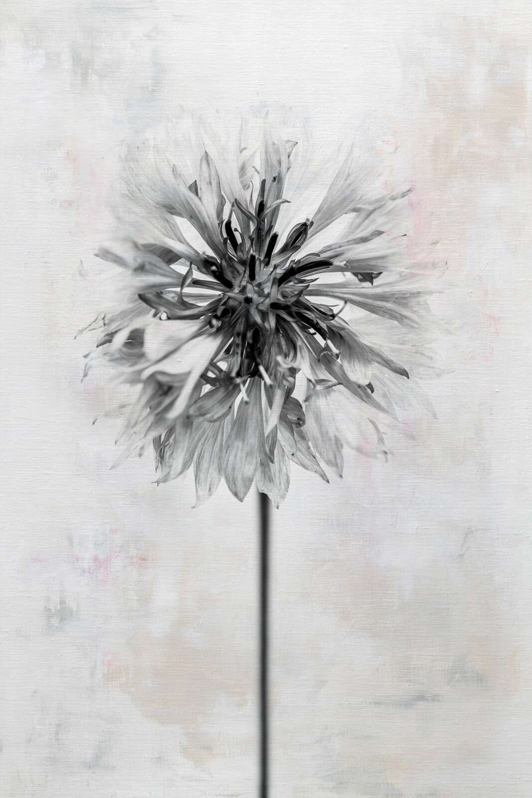 Flor negra sobre fondo claro.