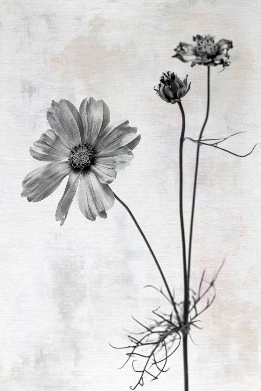 Flor en sencillez blanco y negro
