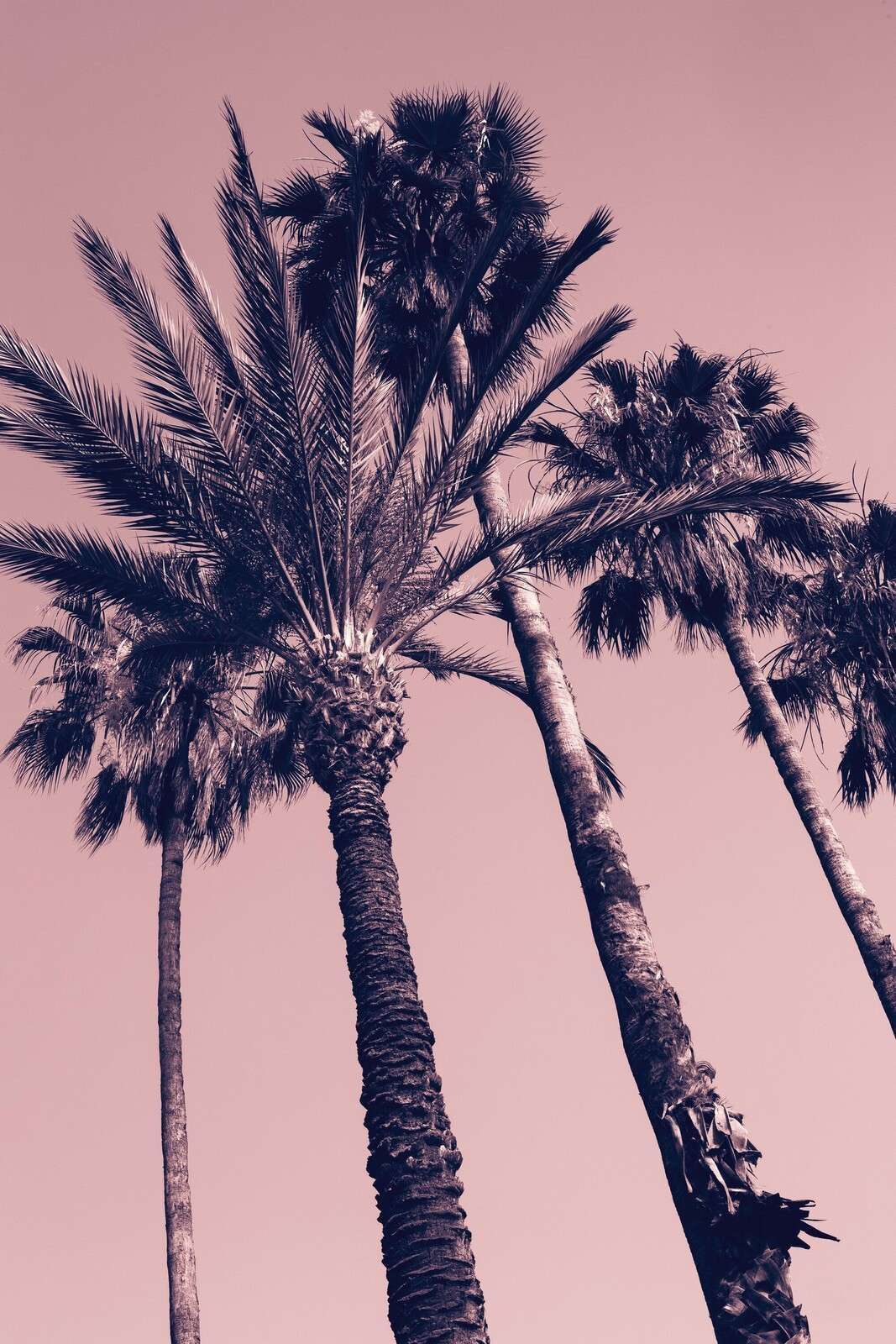Palmeras en el resplandor rosado del atardecer.
