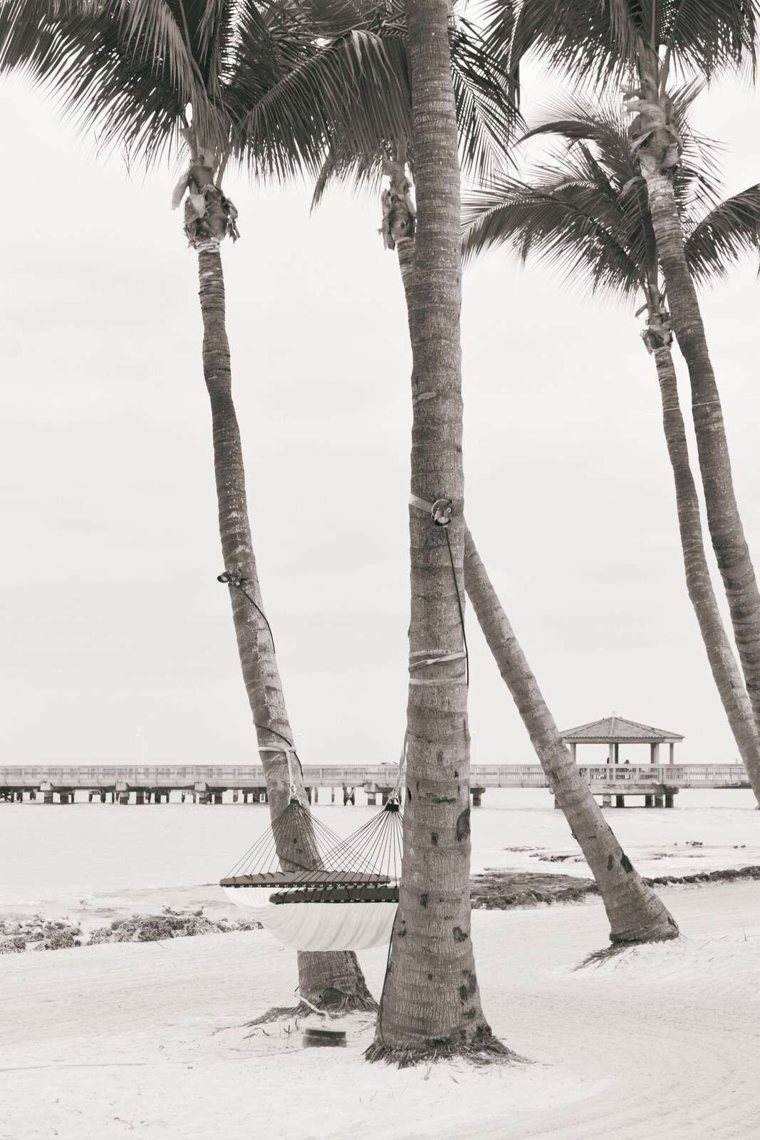 Palmeras con hamaca en sepia.