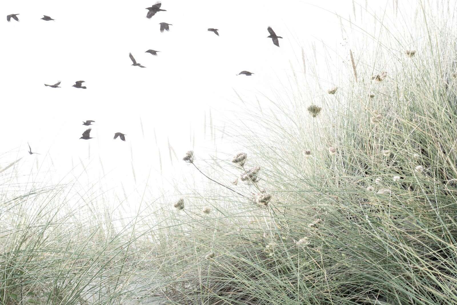 Pájaros sobre la hierba ondeante de las dunas.