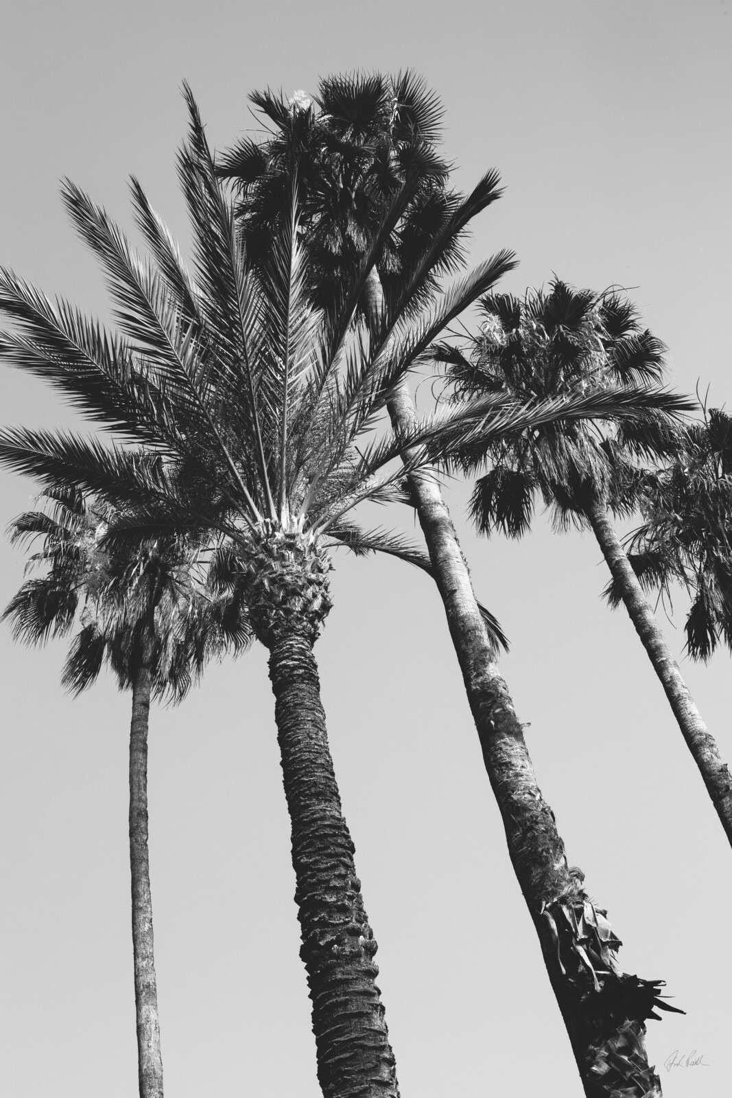 Palmeras negras bajo la luz del sol.