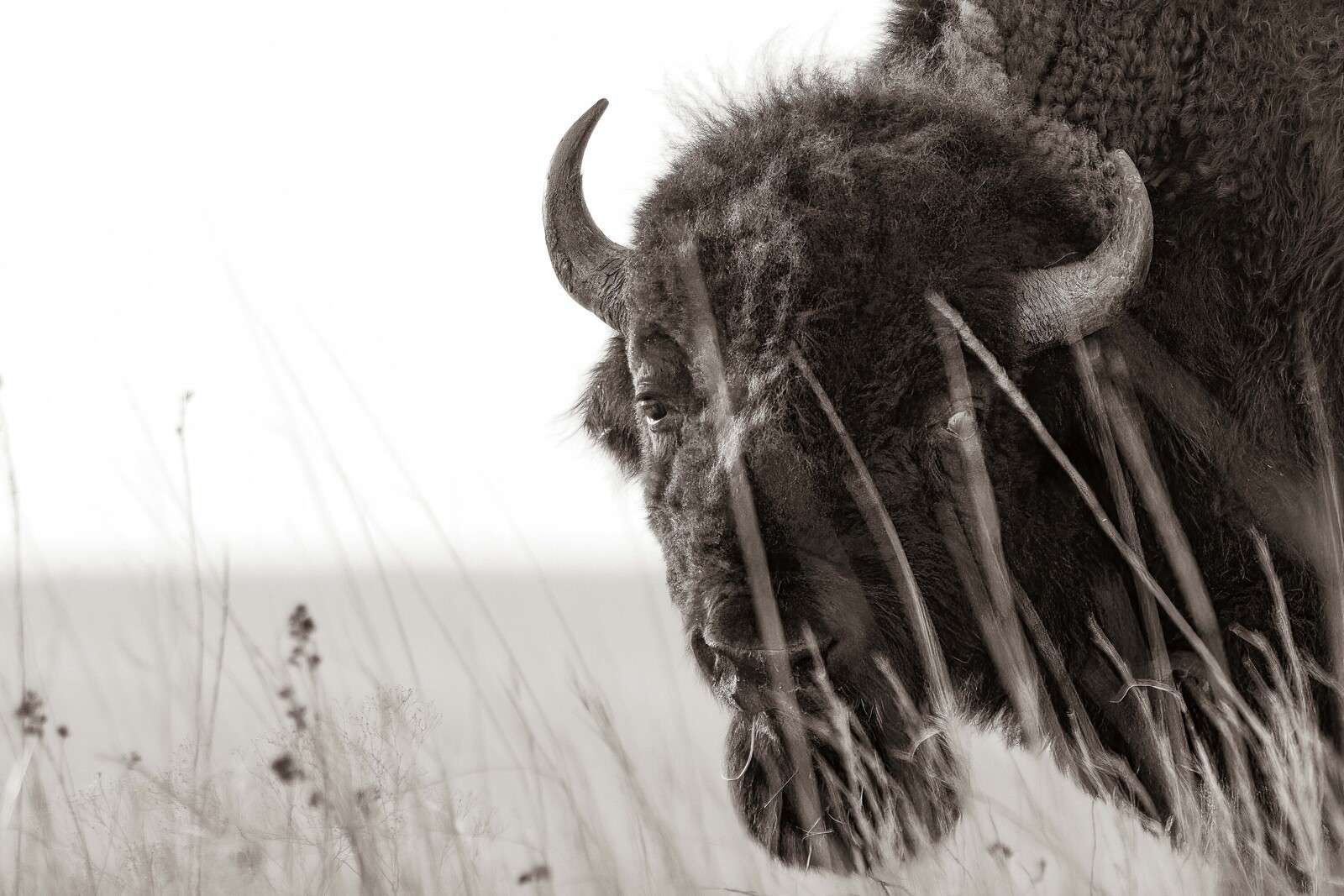 Bisonte entre hierbas de la pradera.