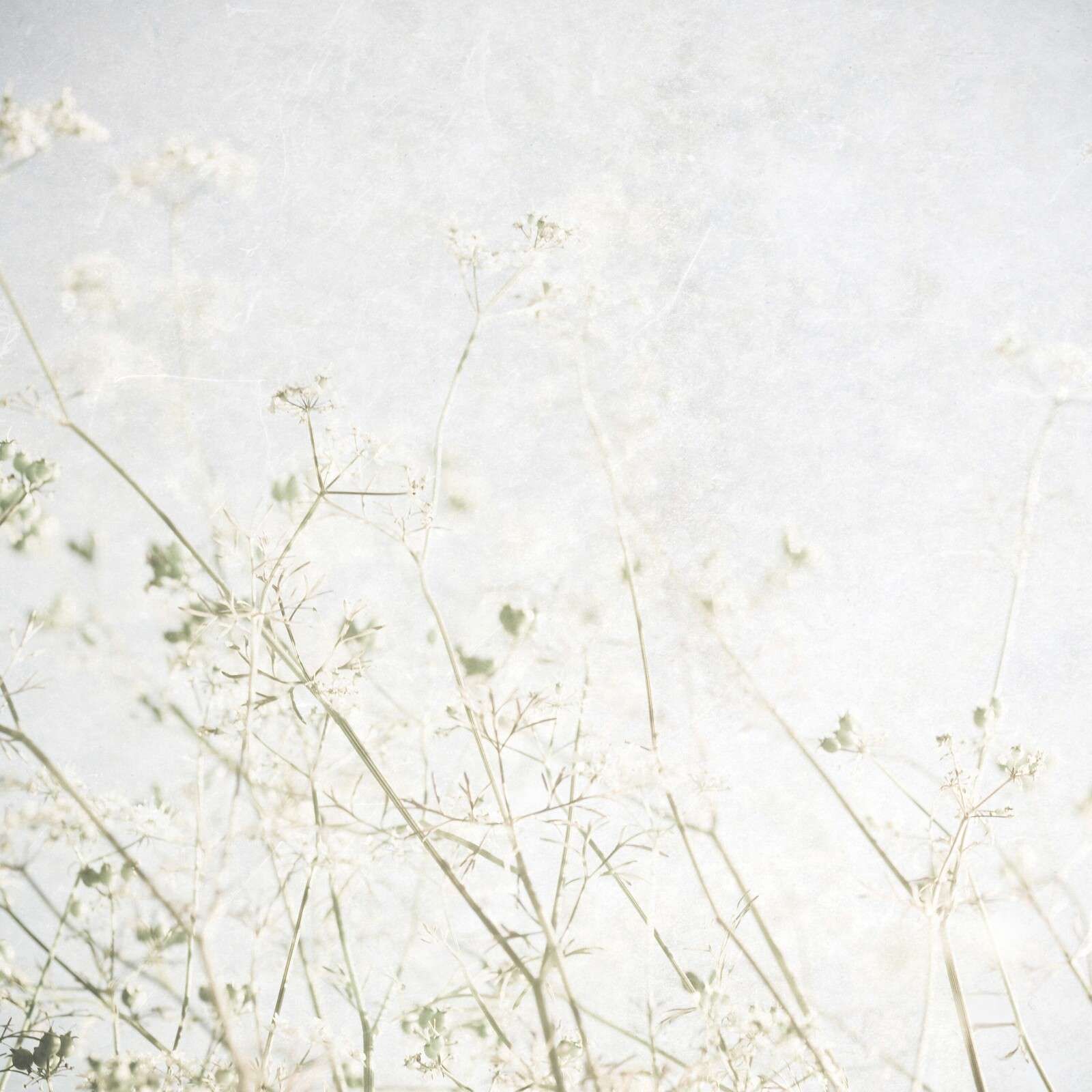 Flores silvestres ligeras en la niebla de la mañana.