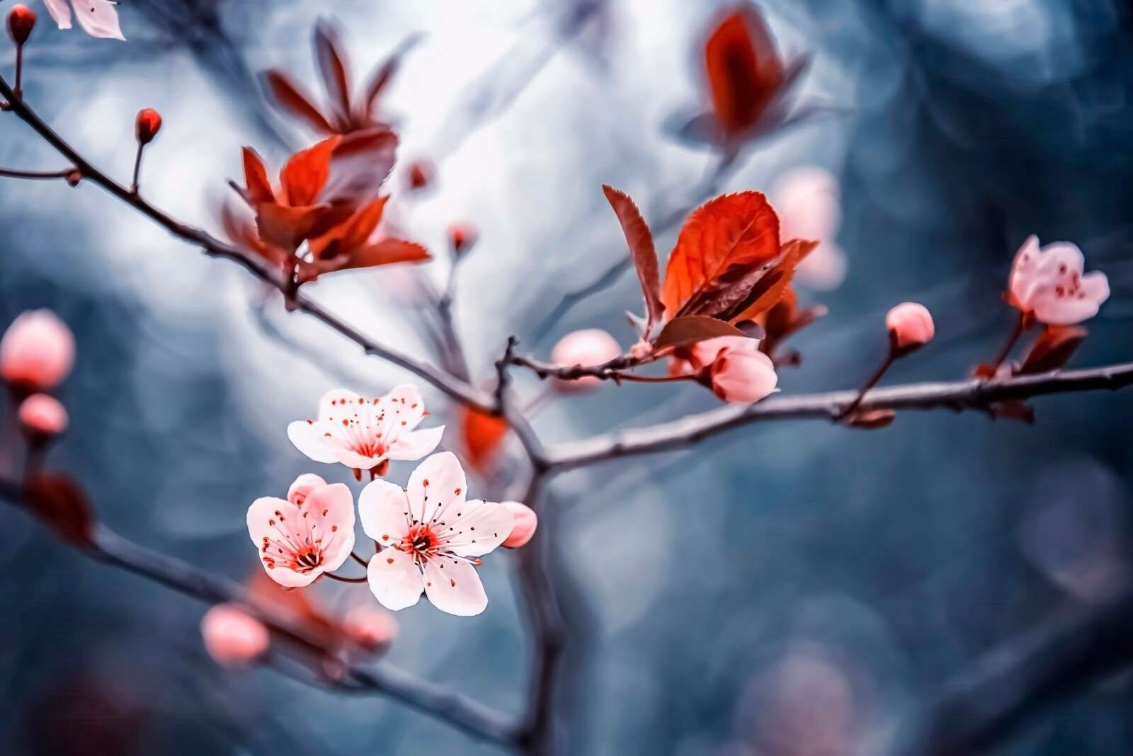 Flor de cerezo con hojas marrón rojizas