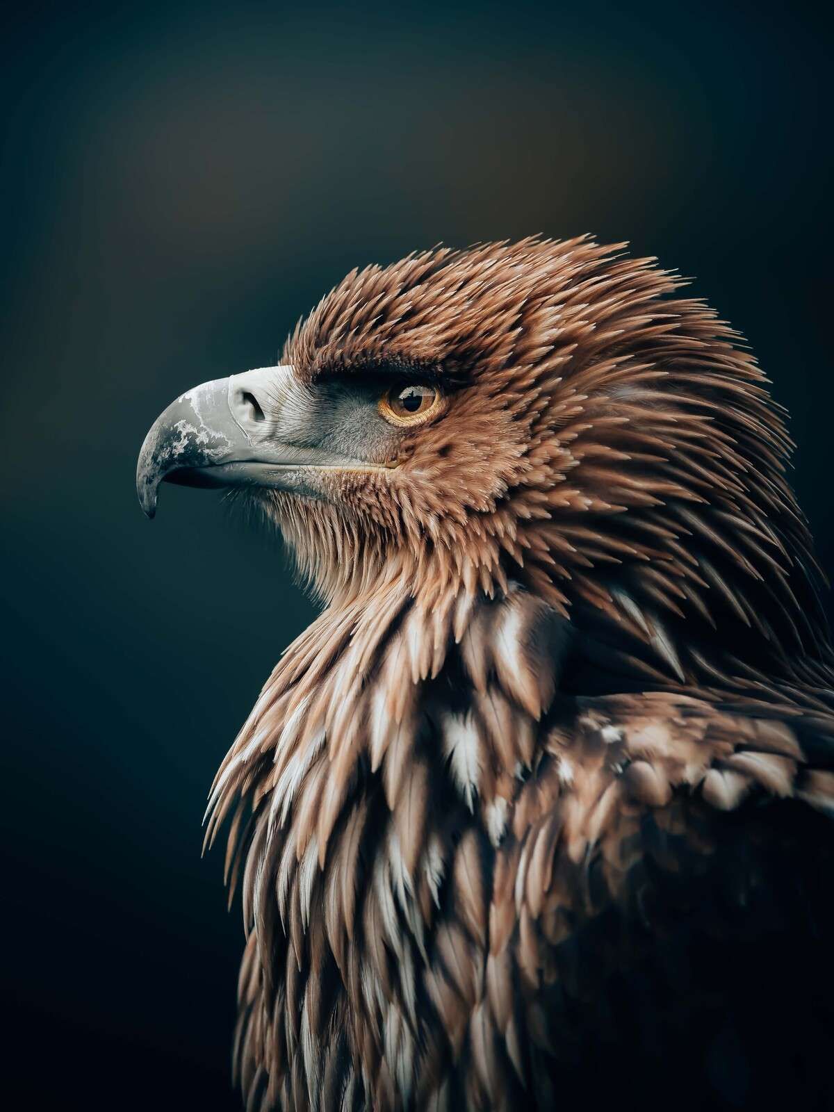 Águila en concentración silenciosa