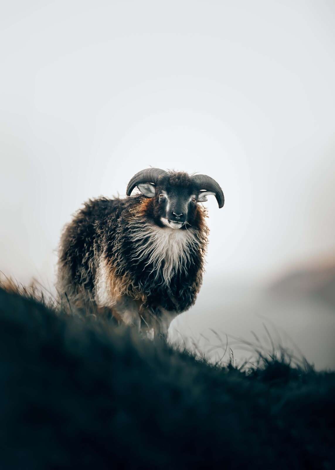 Carnero en la niebla matinal