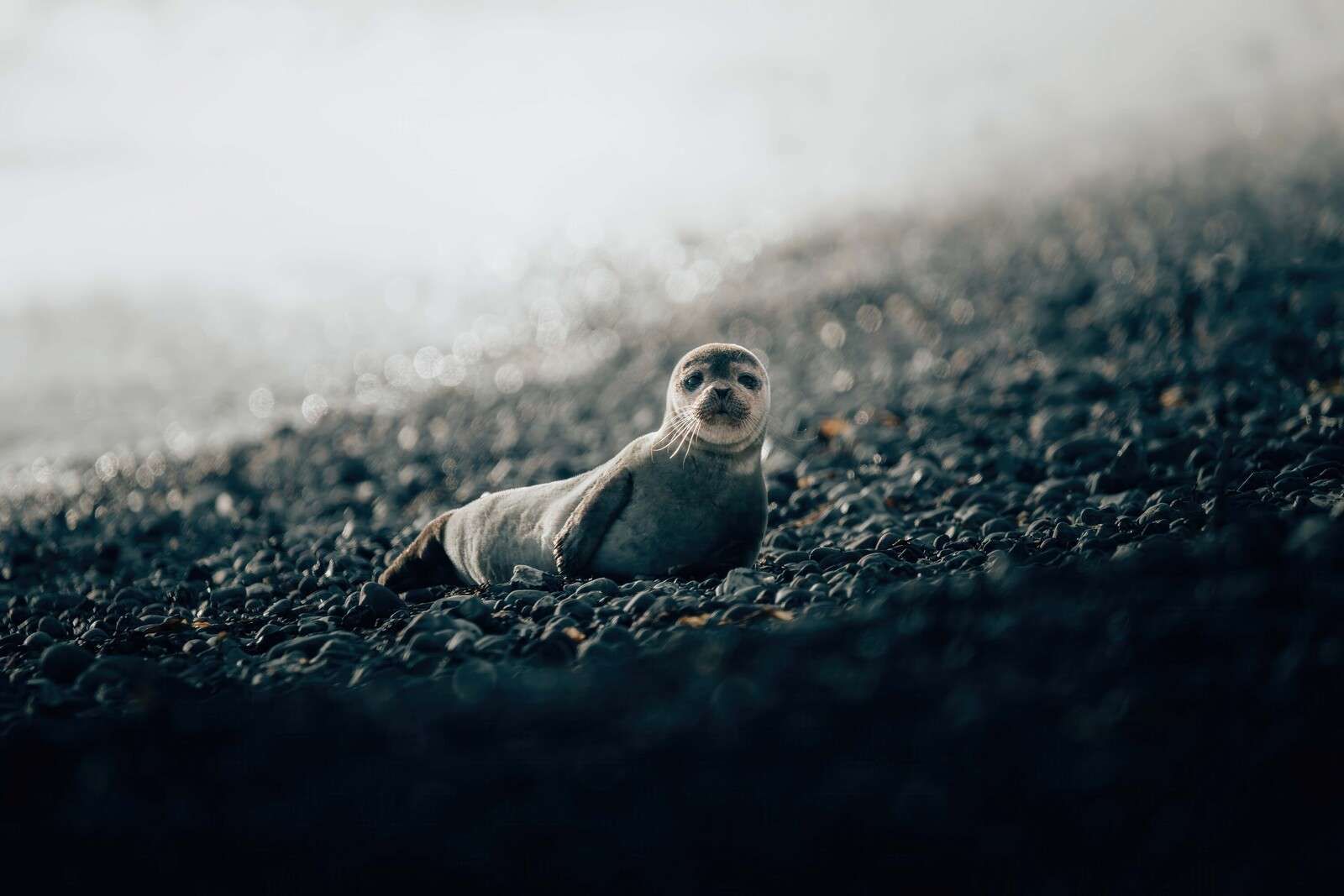 Foca joven en una playa de guijarros