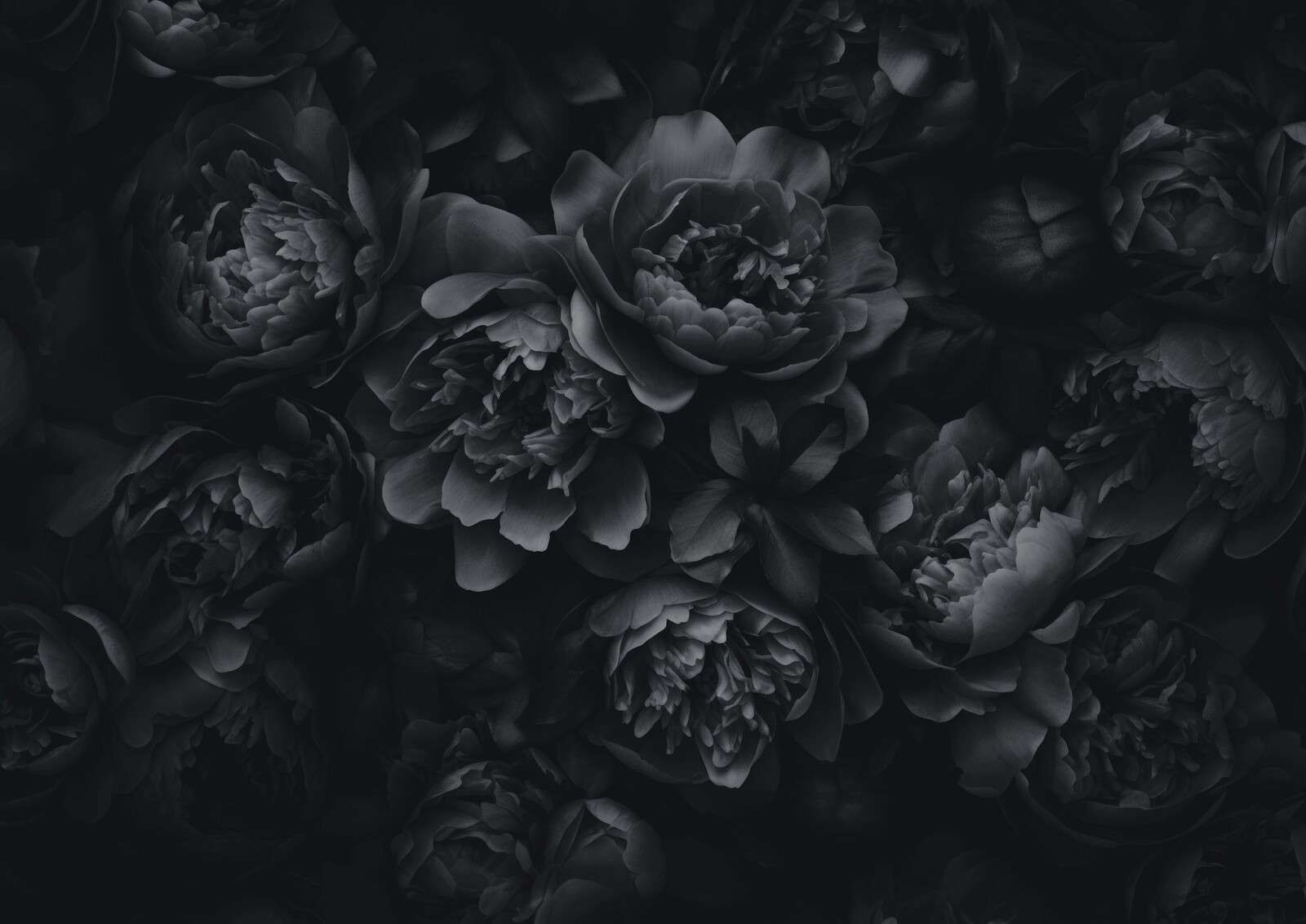 Flores opulentas negras grises