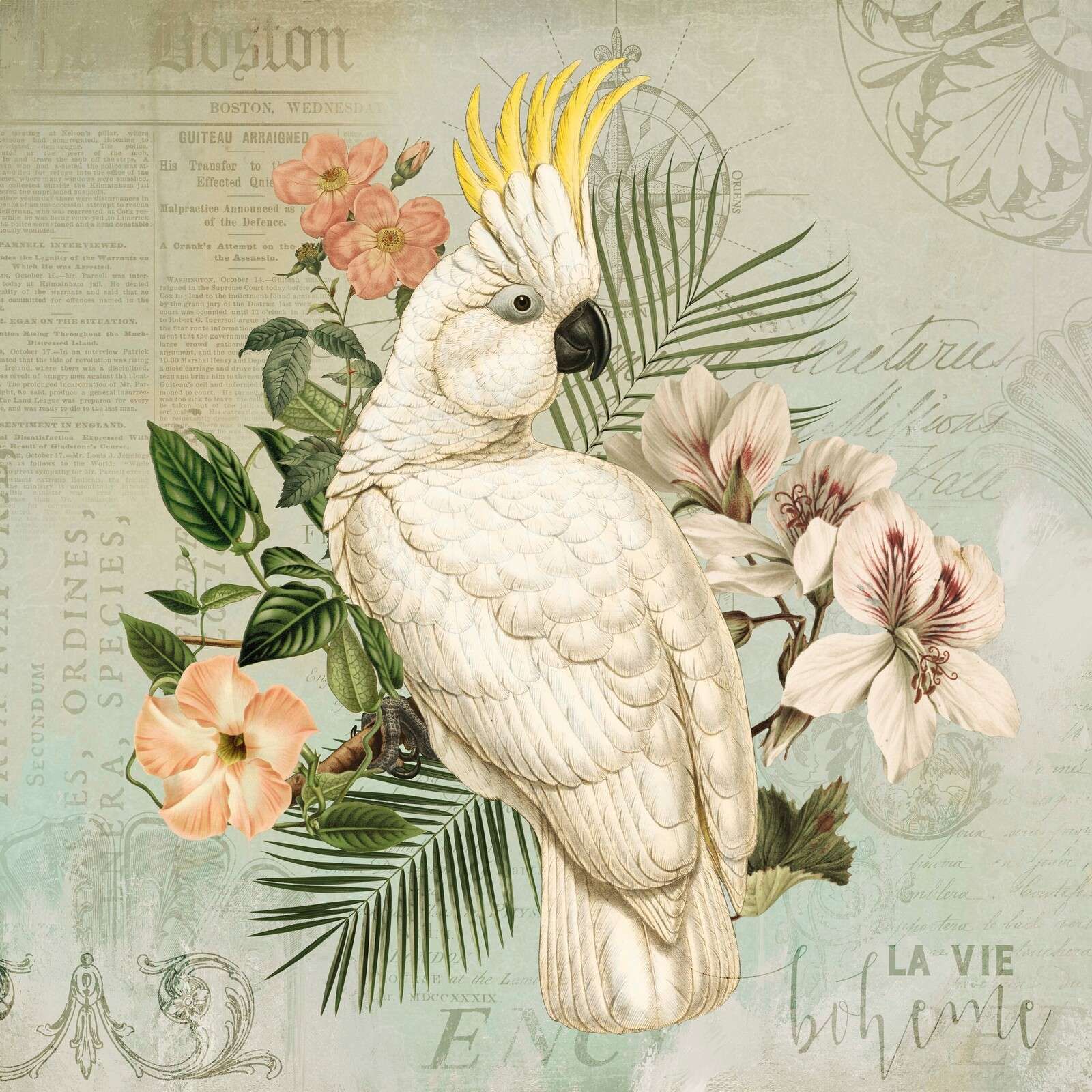 nostalgia vintage de cacatúa