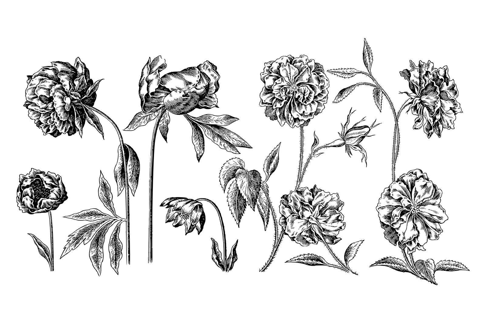 Historic flower drawings black and white rep