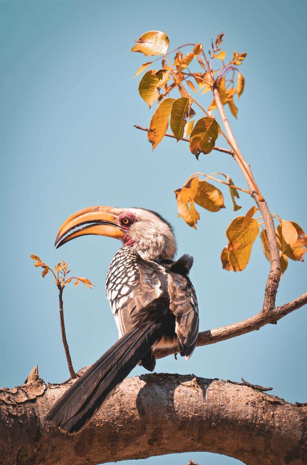 Pájaro colorido en una rama en flor