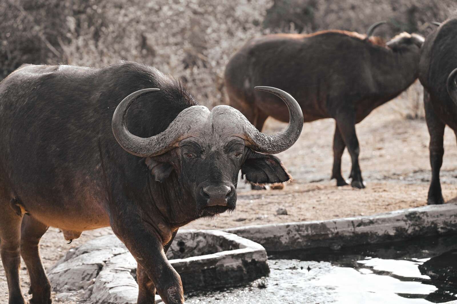 Búfalo africano junto a un abrevadero