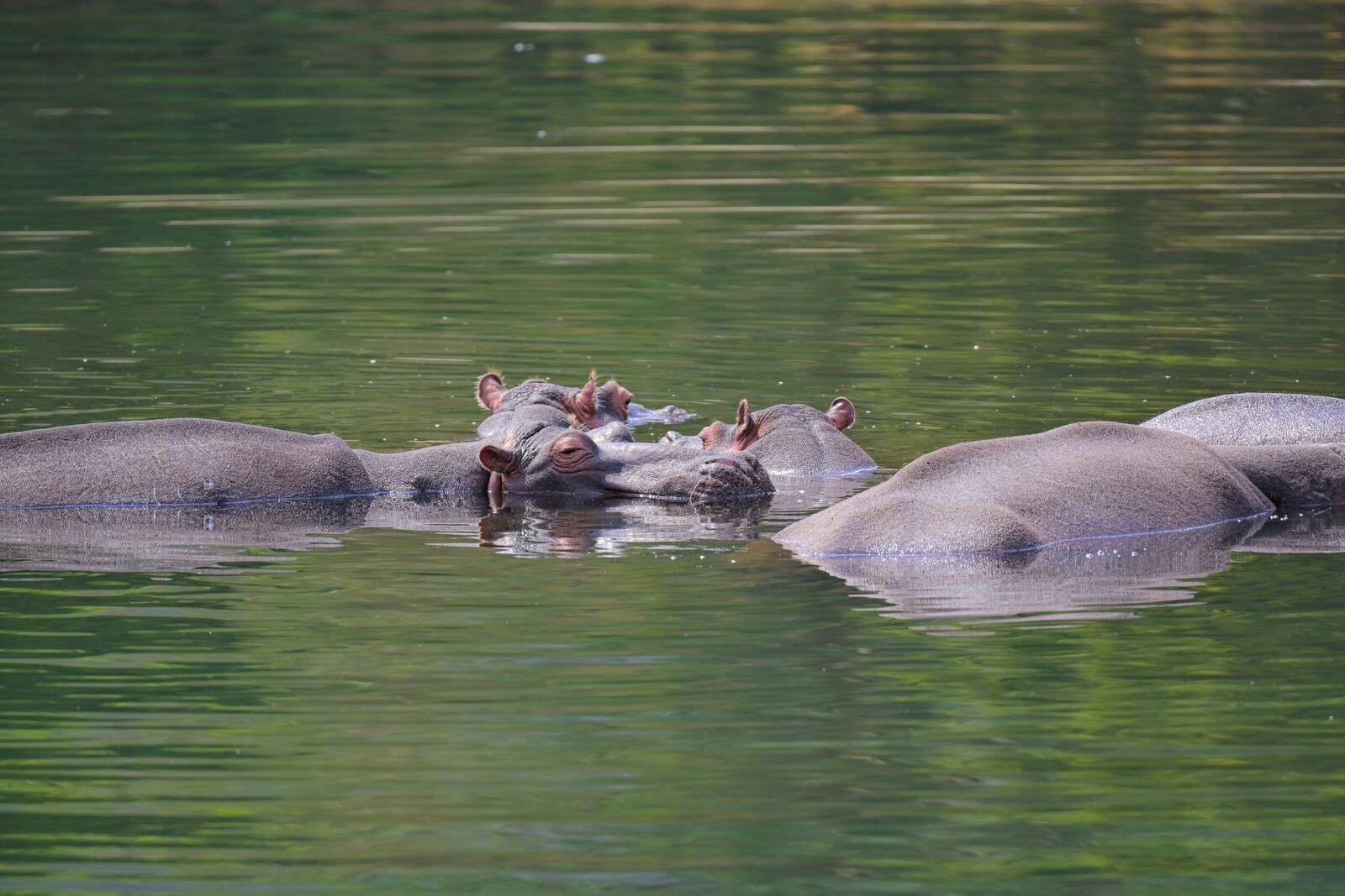 Hipopótamos en un paisaje acuático tranquilo