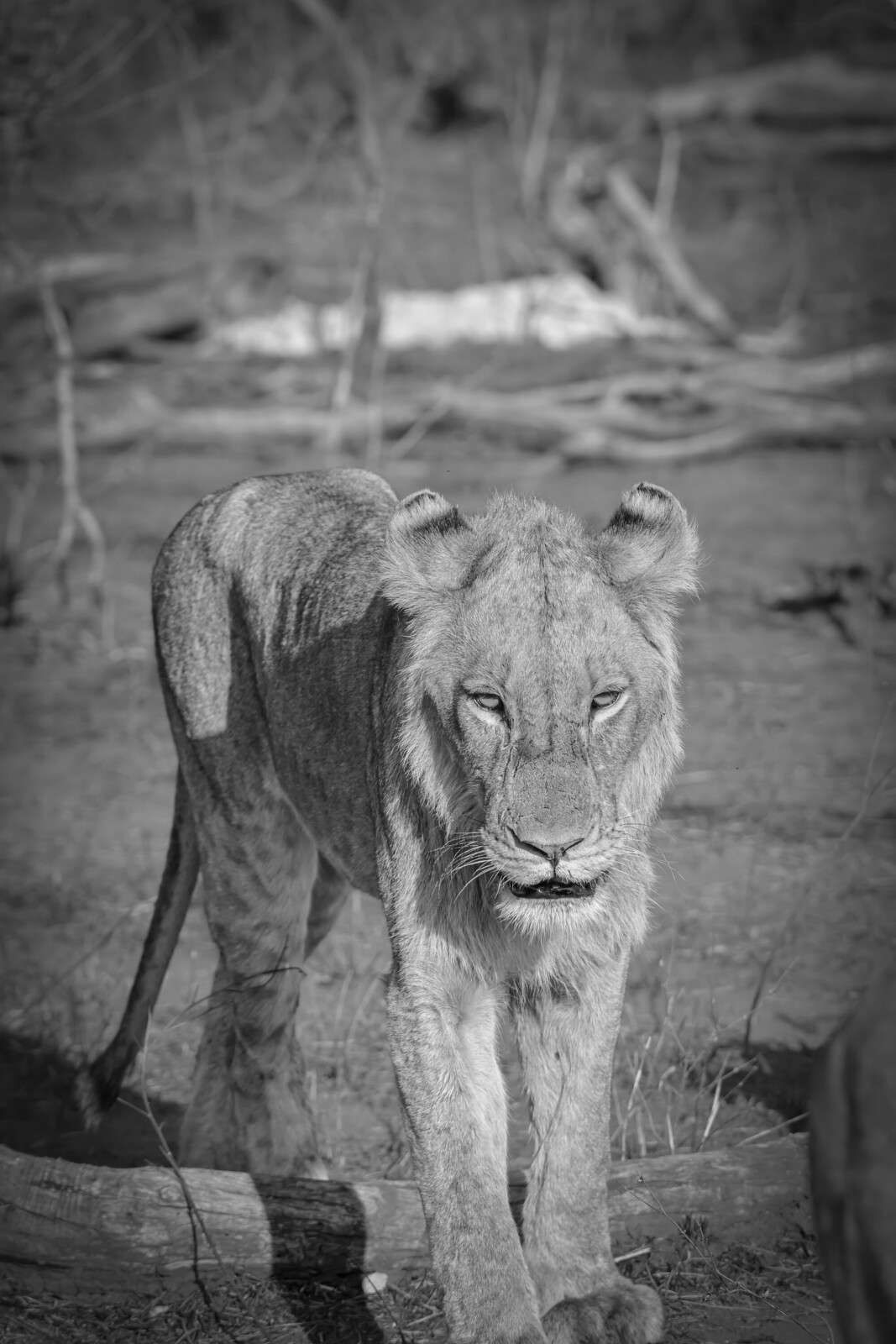 León en blanco y negro en la sabana