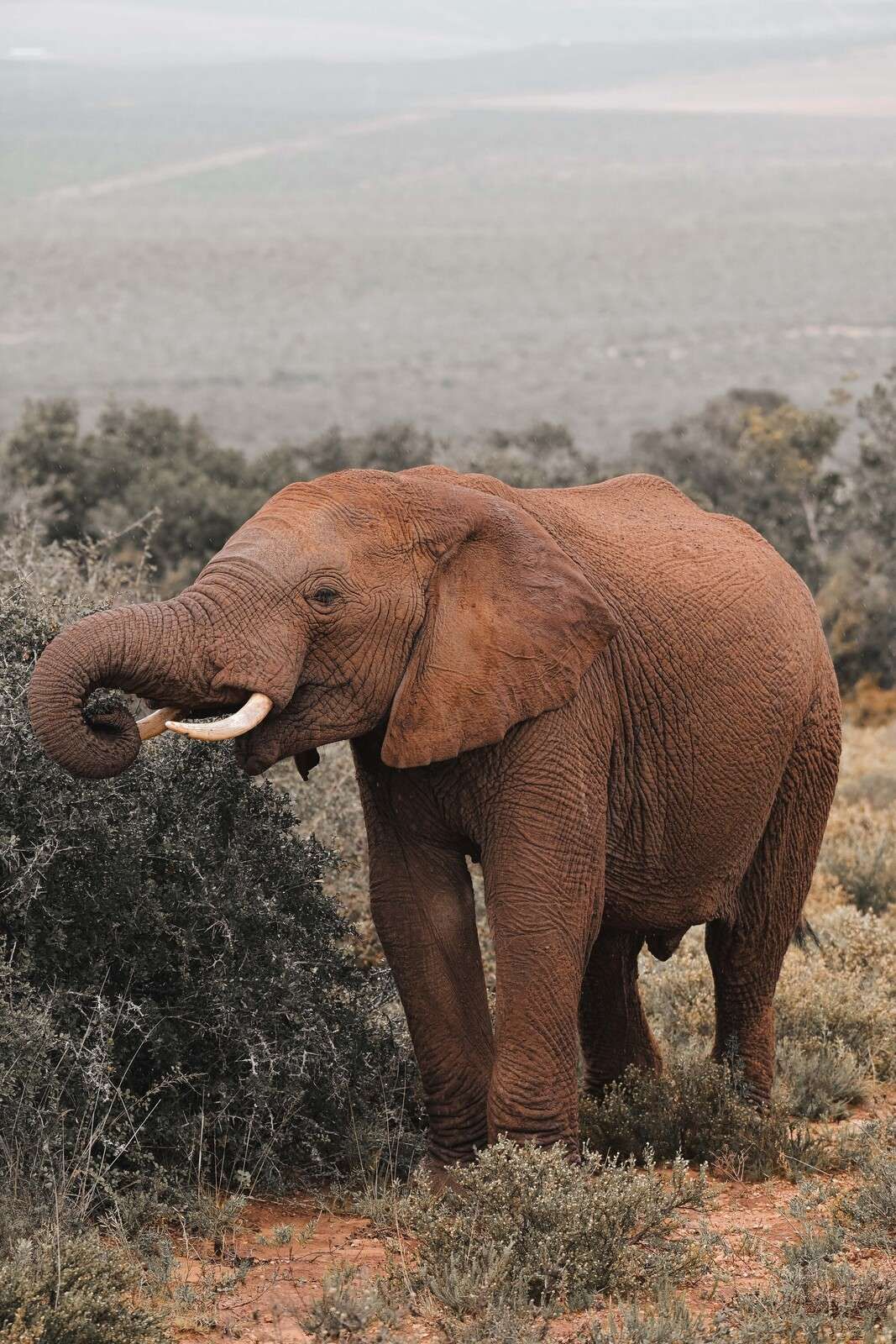 Elefante africano en paisaje de sabana
