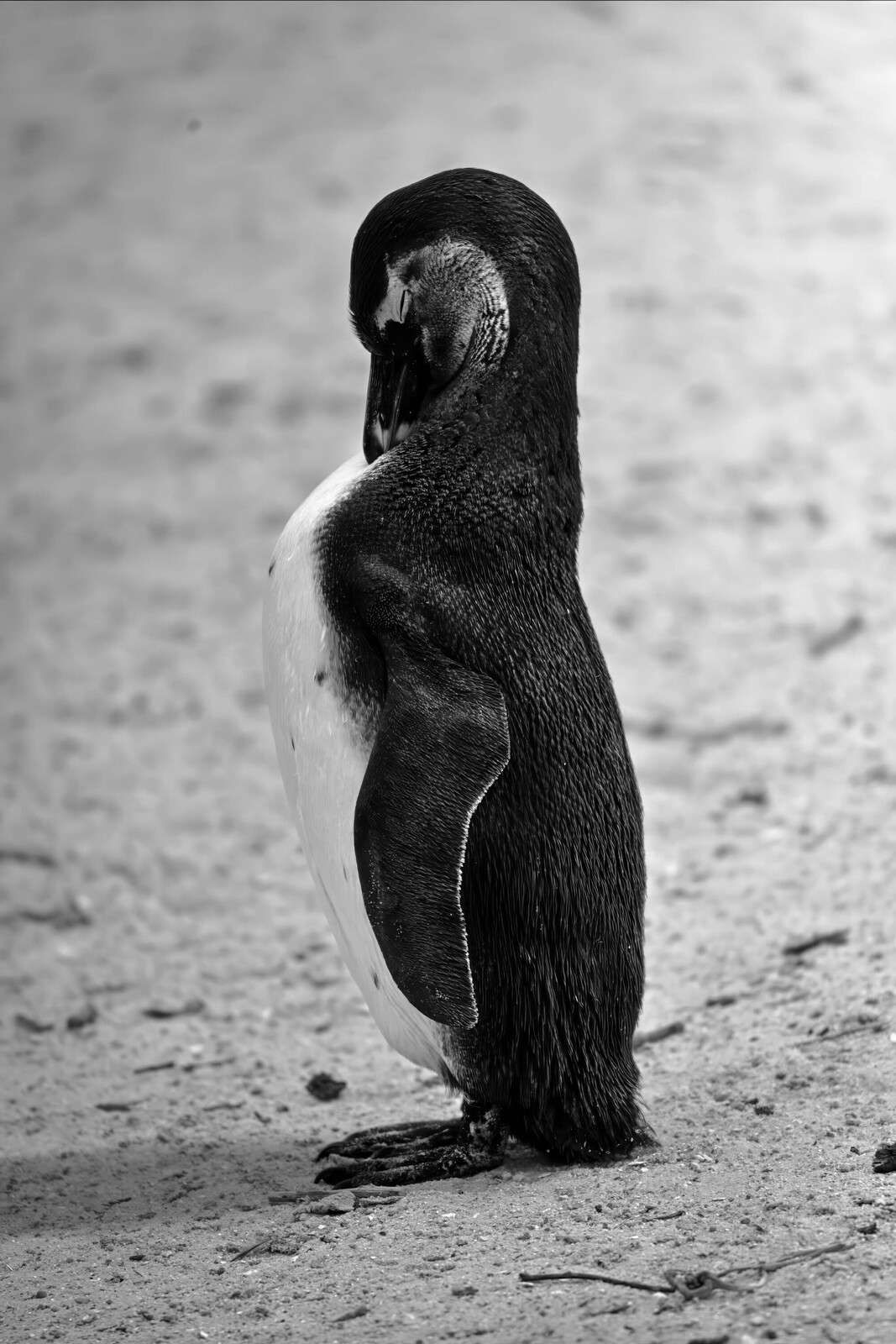 Pingüino blanco y negro en reposo