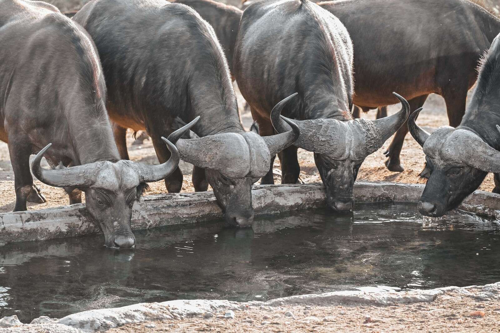 Búfalos africanos junto a una charca de agua