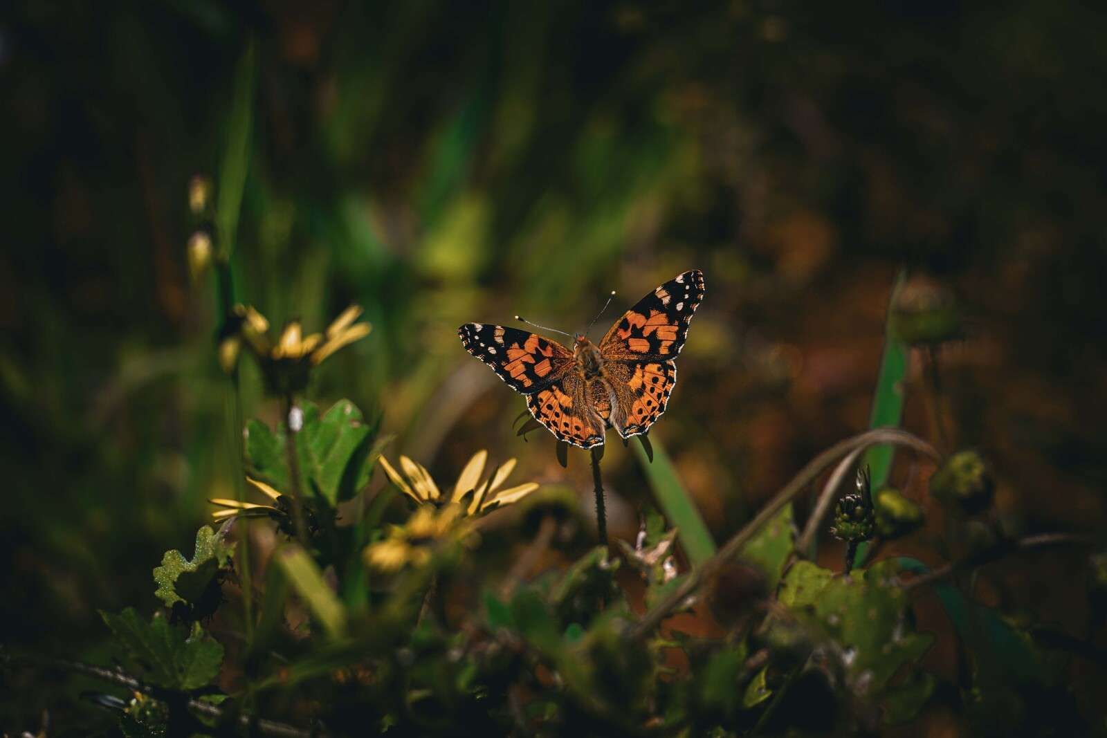 Mariposa naranja sobre flores silvestres