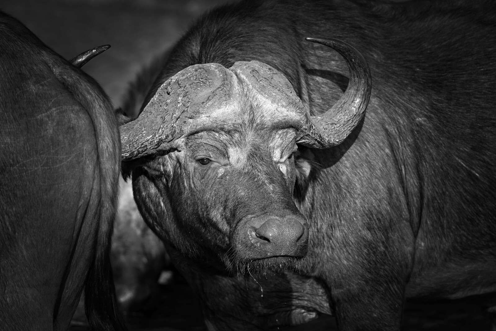 primer plano de un búfalo blanco y negro