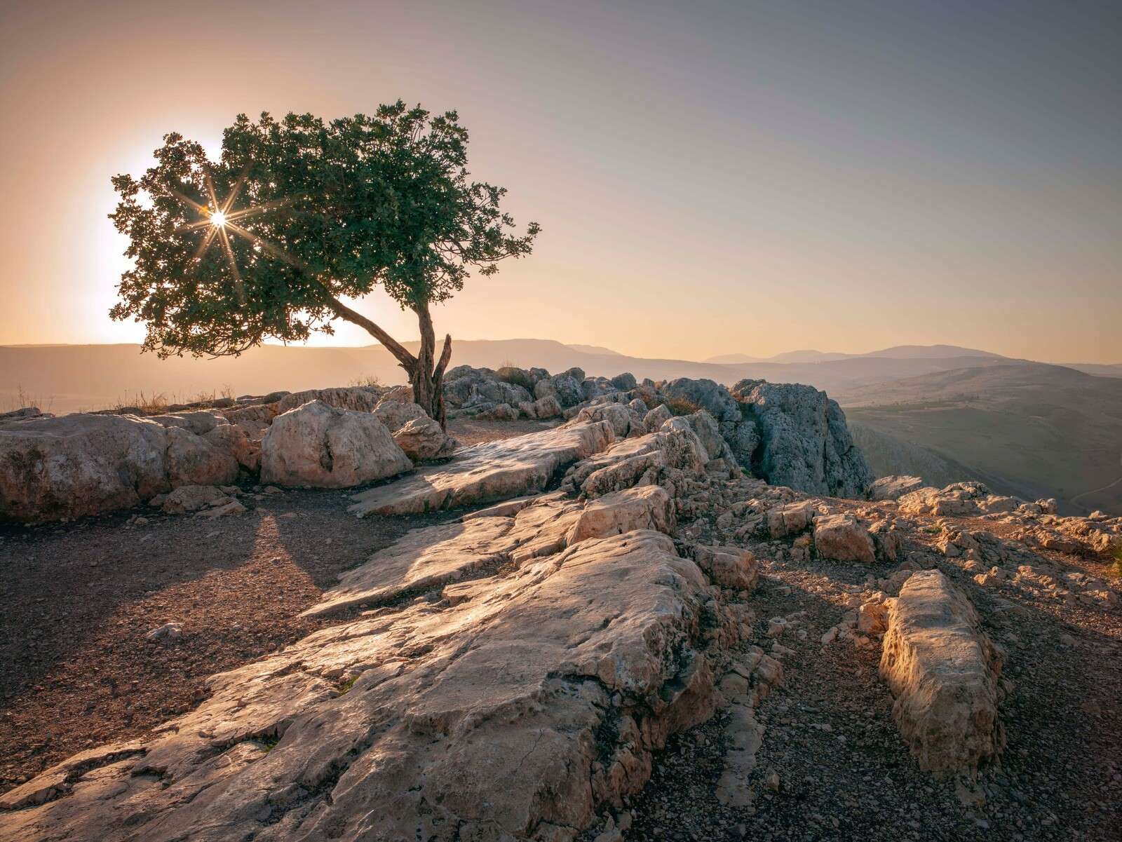 Árbol solitario en un paisaje rocoso